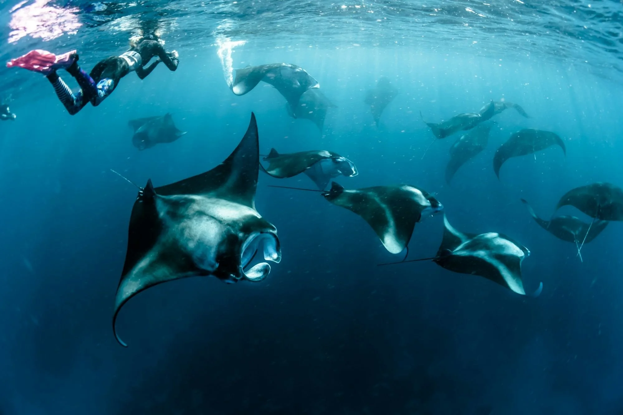 Snorkeller at the surface watching a manta ray feed in Huvadhu Atoll