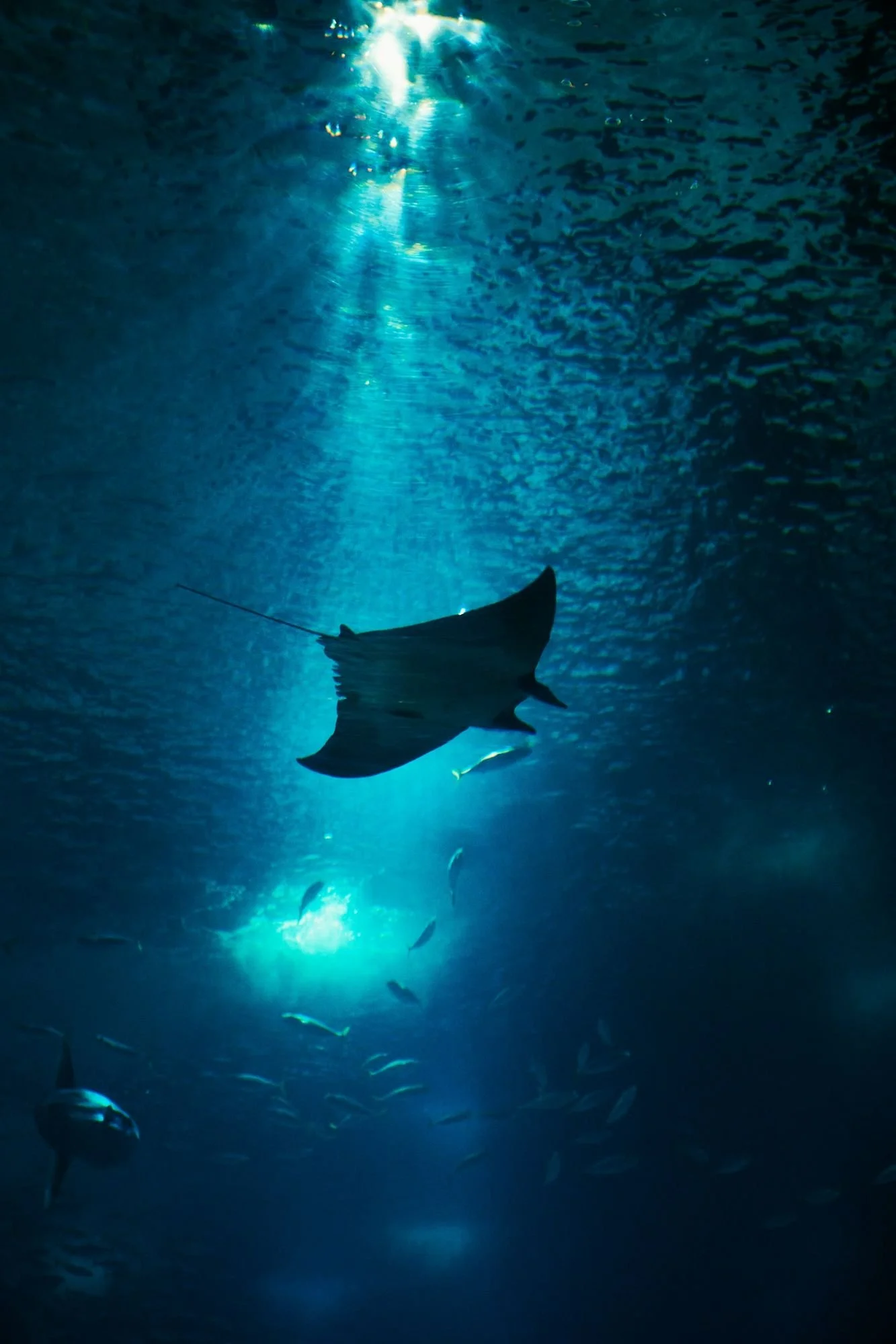 Manta ray barrel-rolling while feeding in the southern Maldives
