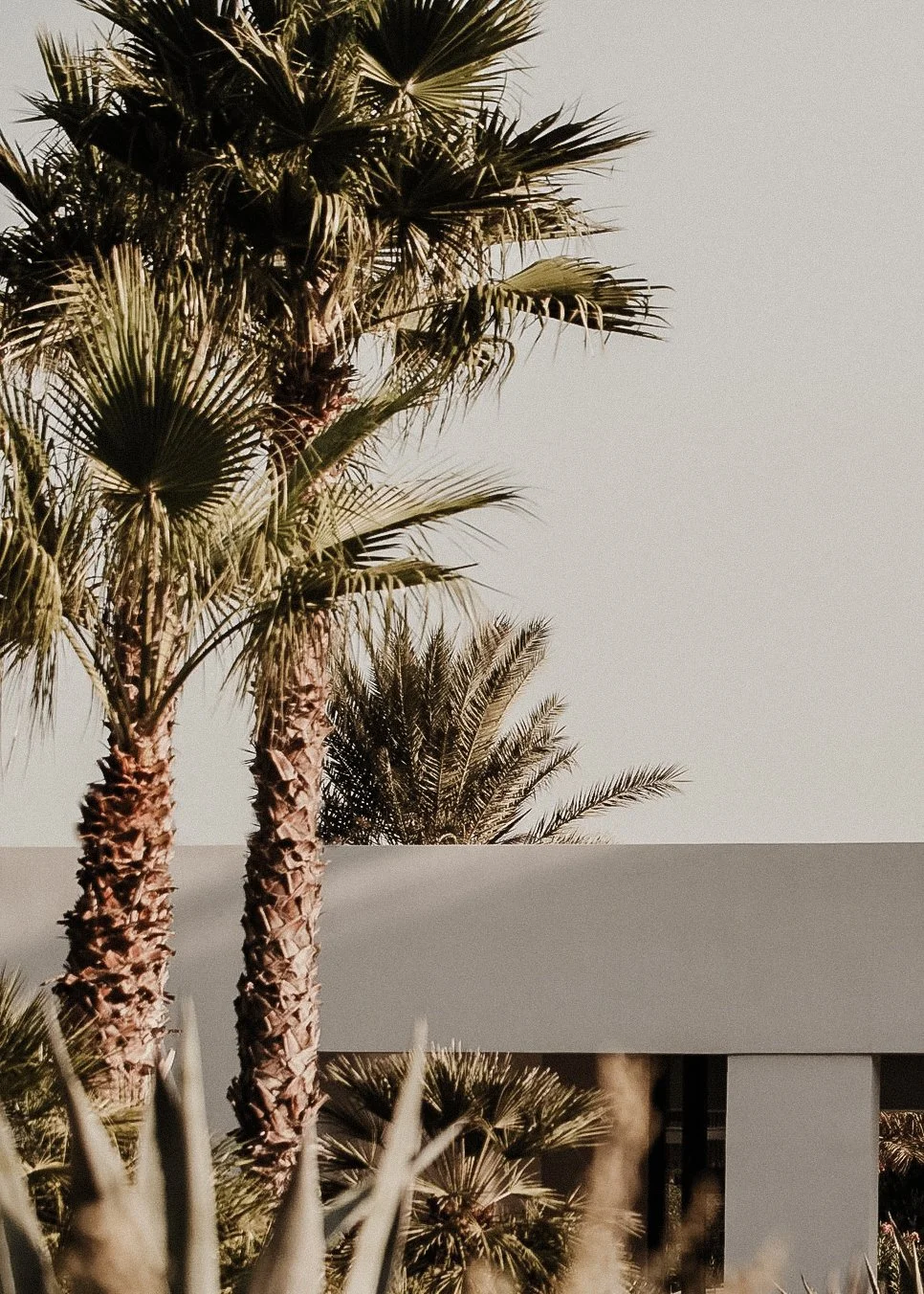 Tall palm trees with fan-shaped leaves and a smaller palm in the background, in a sunny outdoor setting