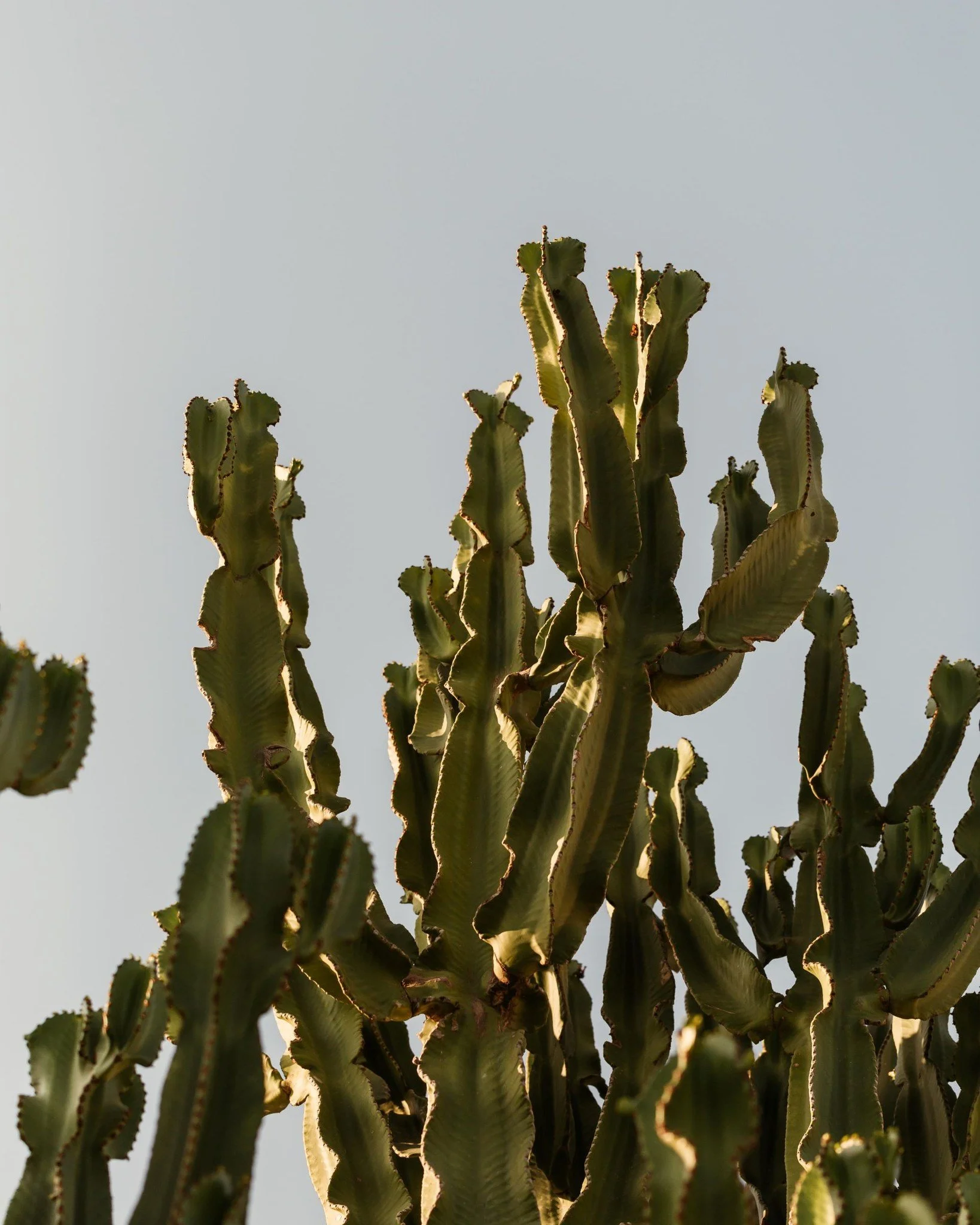 Tall cactus plant against a light sky