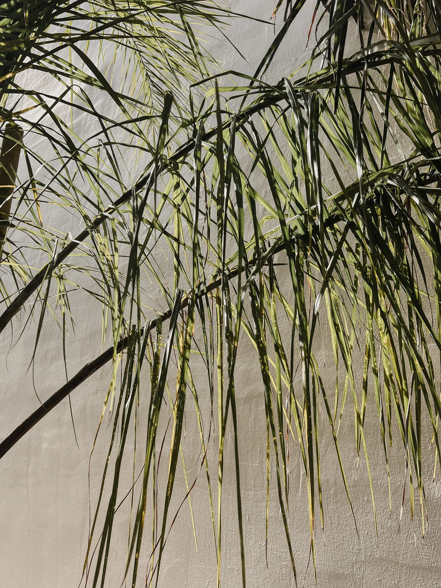 A leafy indoor plant with long, thin green leaves hanging downward in front of a plain wall.