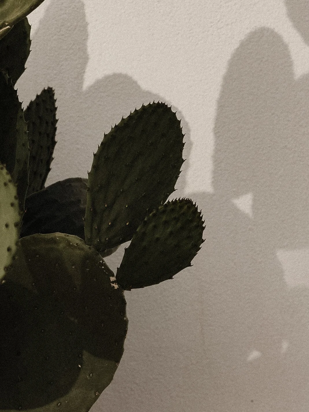 Close-up of a cactus plant with shadow cast on a white wall.