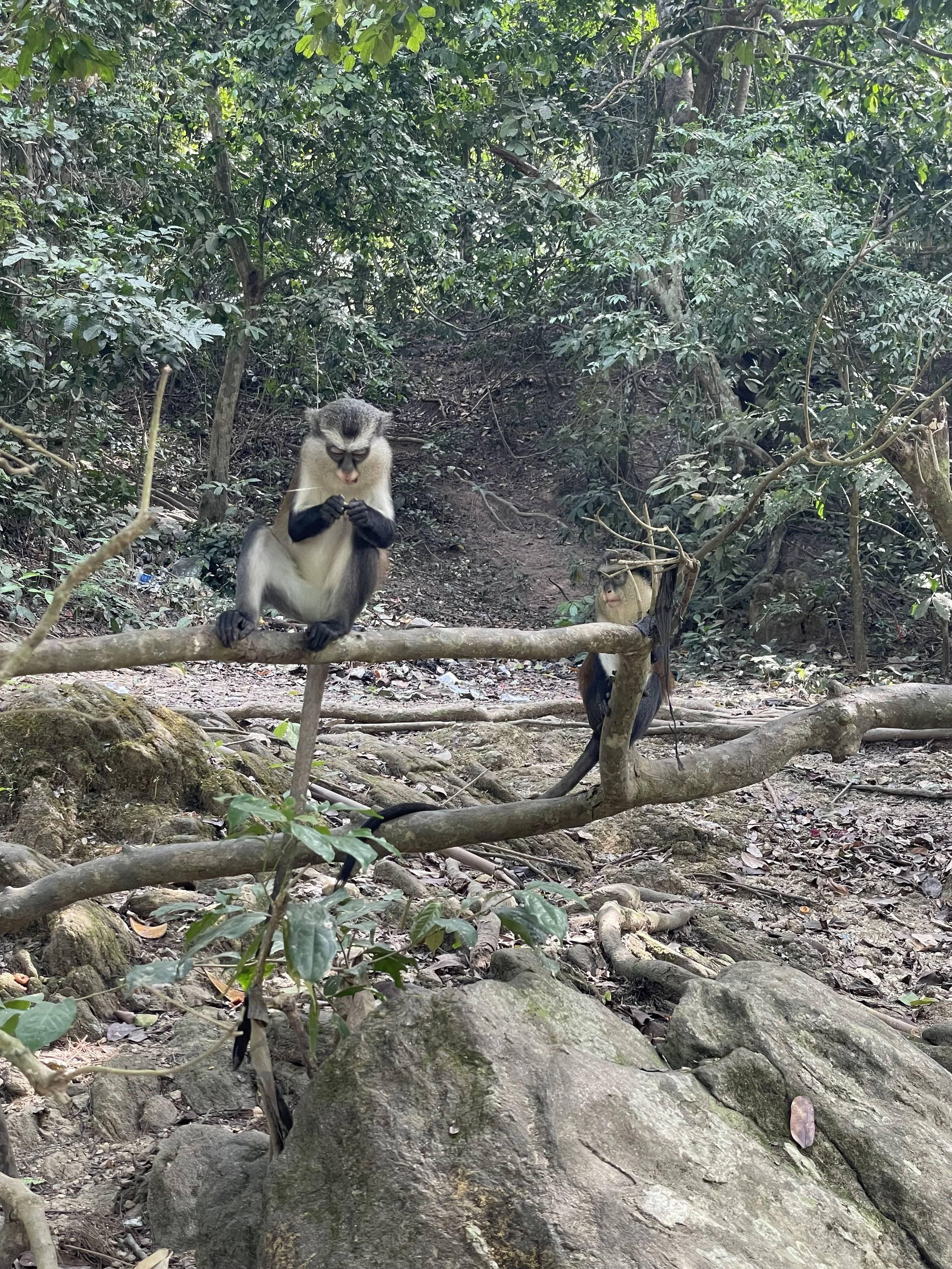 Two monkeys sitting on a fallen tree in a dense forest.