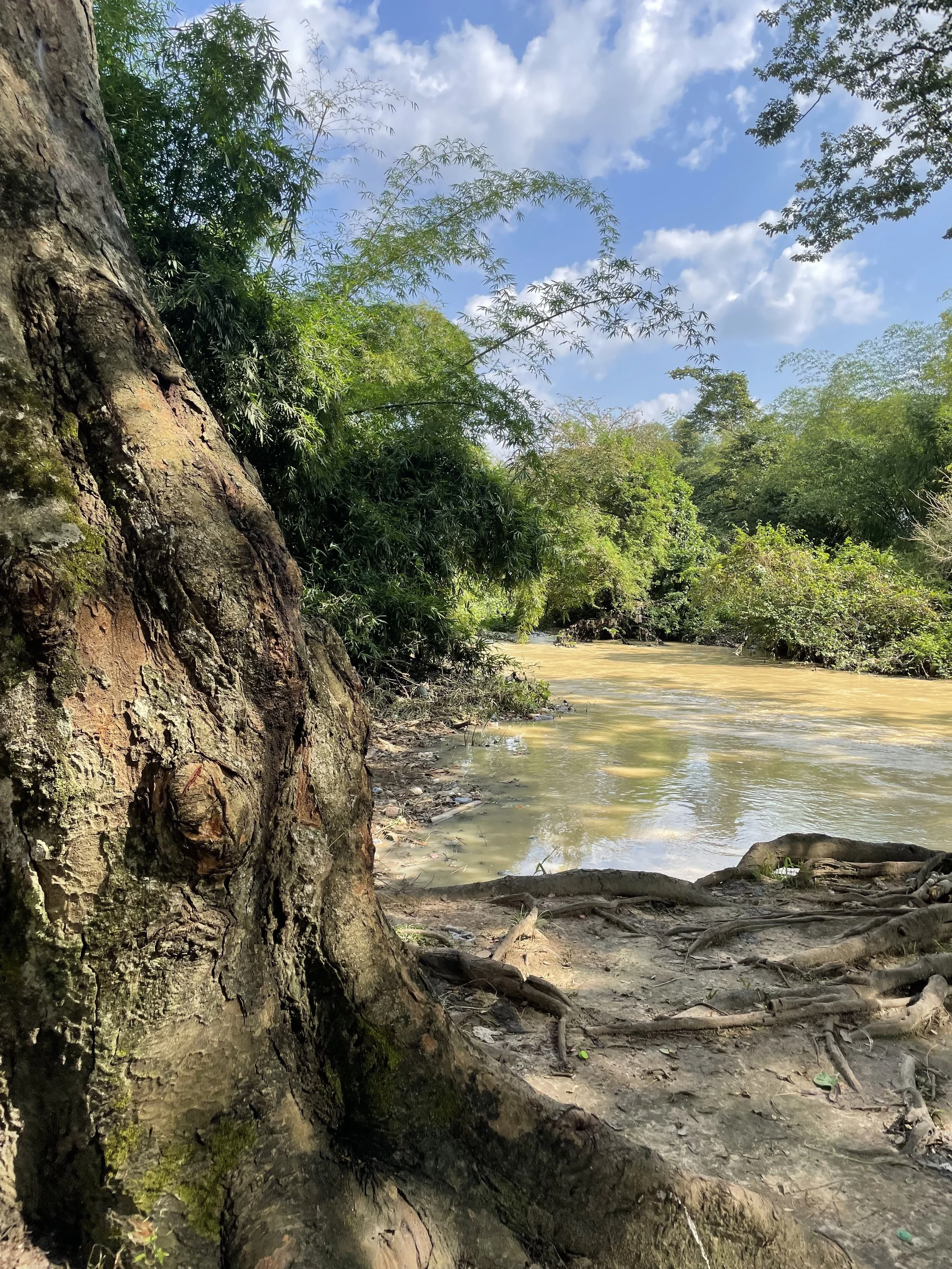 A scenic view of a river surrounded by lush green trees and a large tree trunk in the foreground, with a partly cloudy sky overhead.