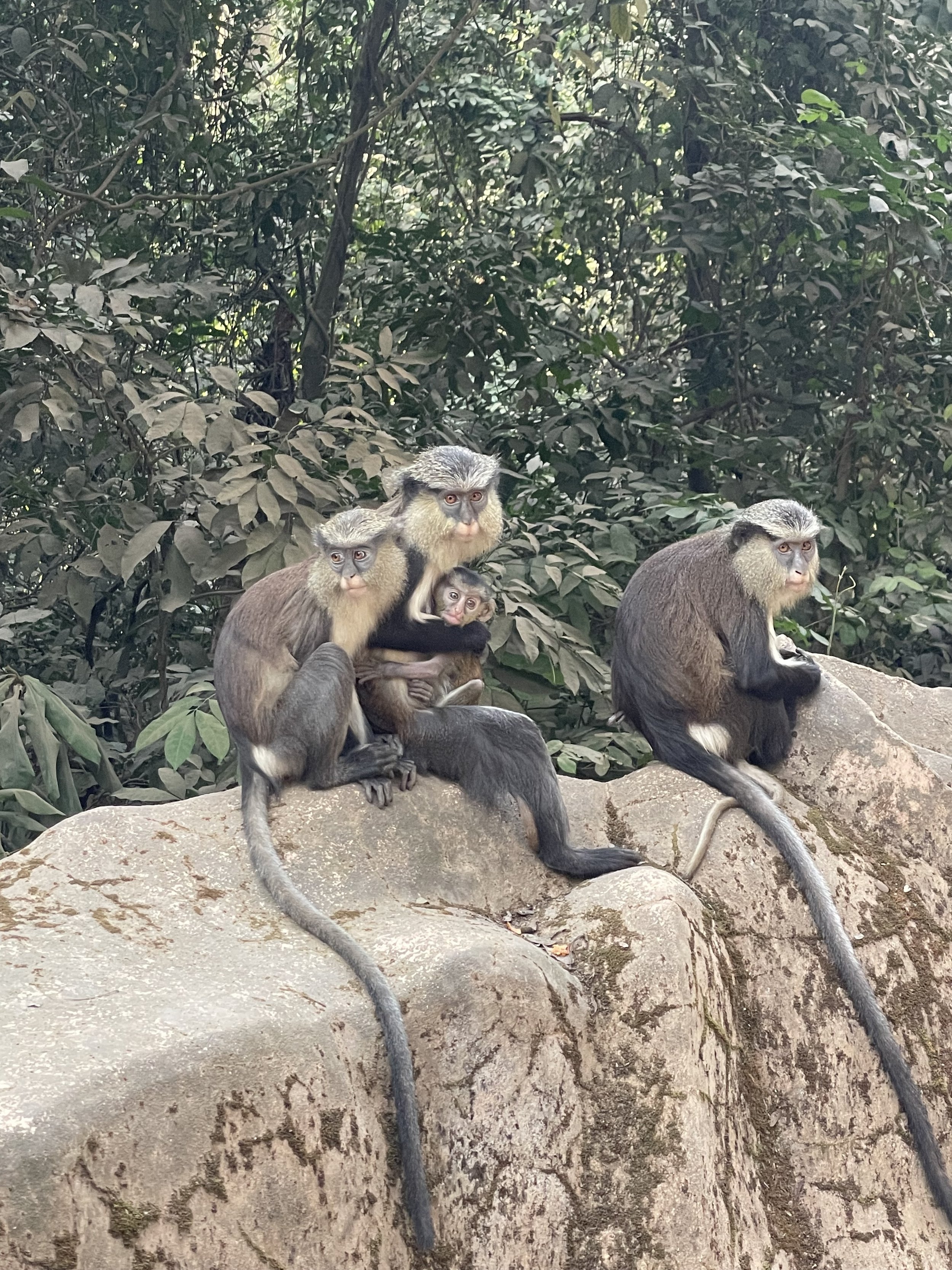 Group of four monkeys sitting on a large rock in a lush green forest.