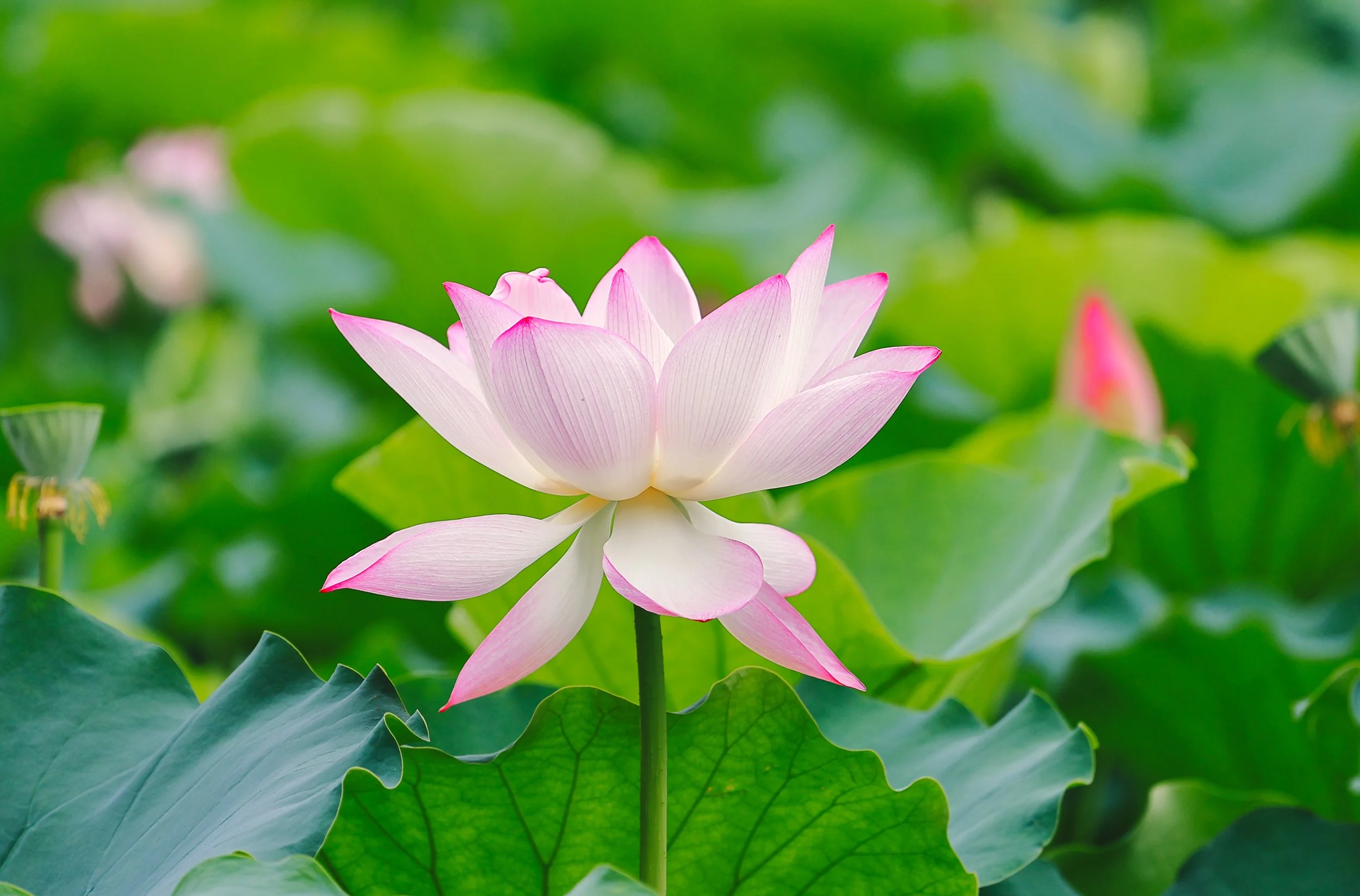 Dependency vs Codependency