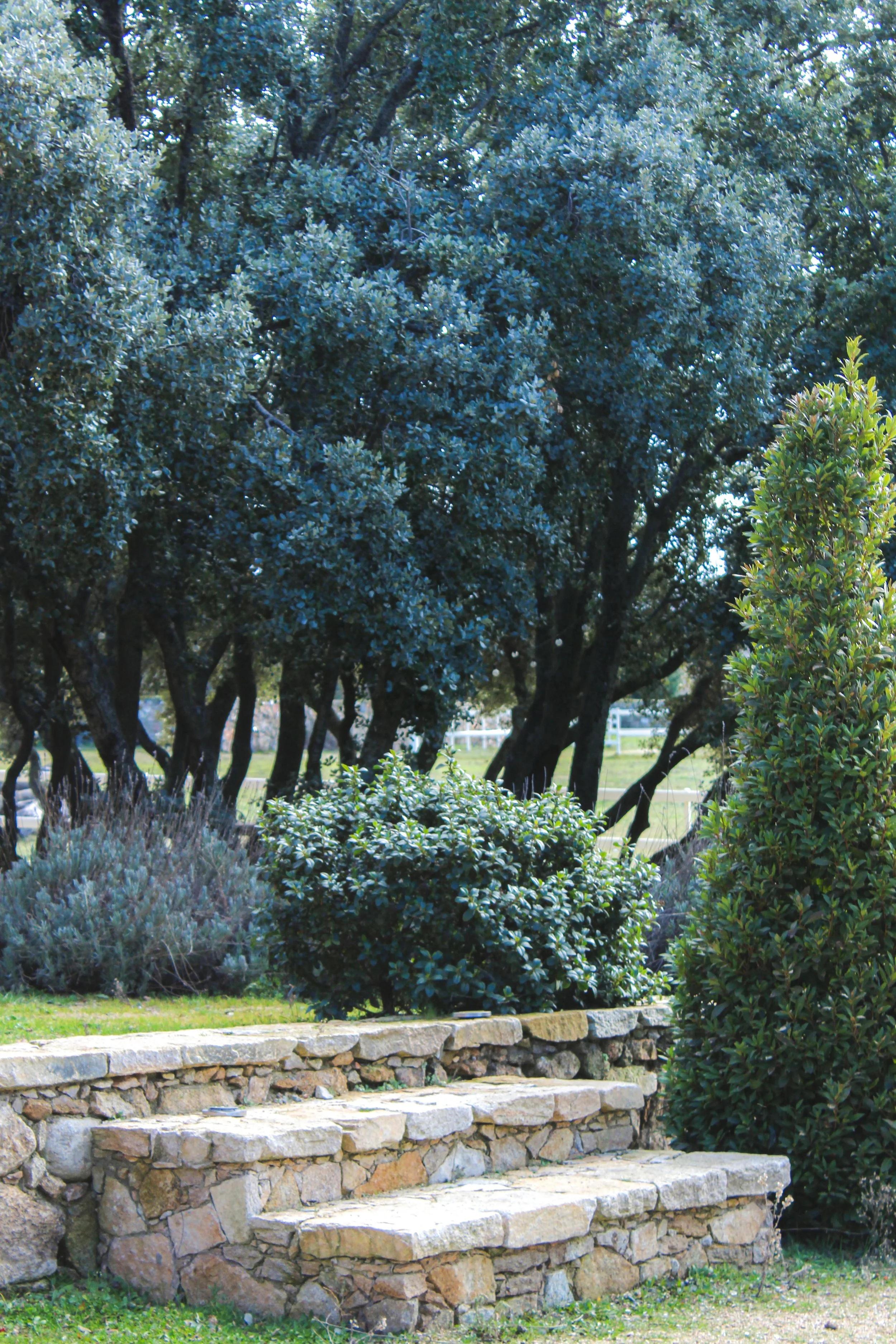 Escaleras de piedra en un jardín rodeado de arbustos y árboles verdes.