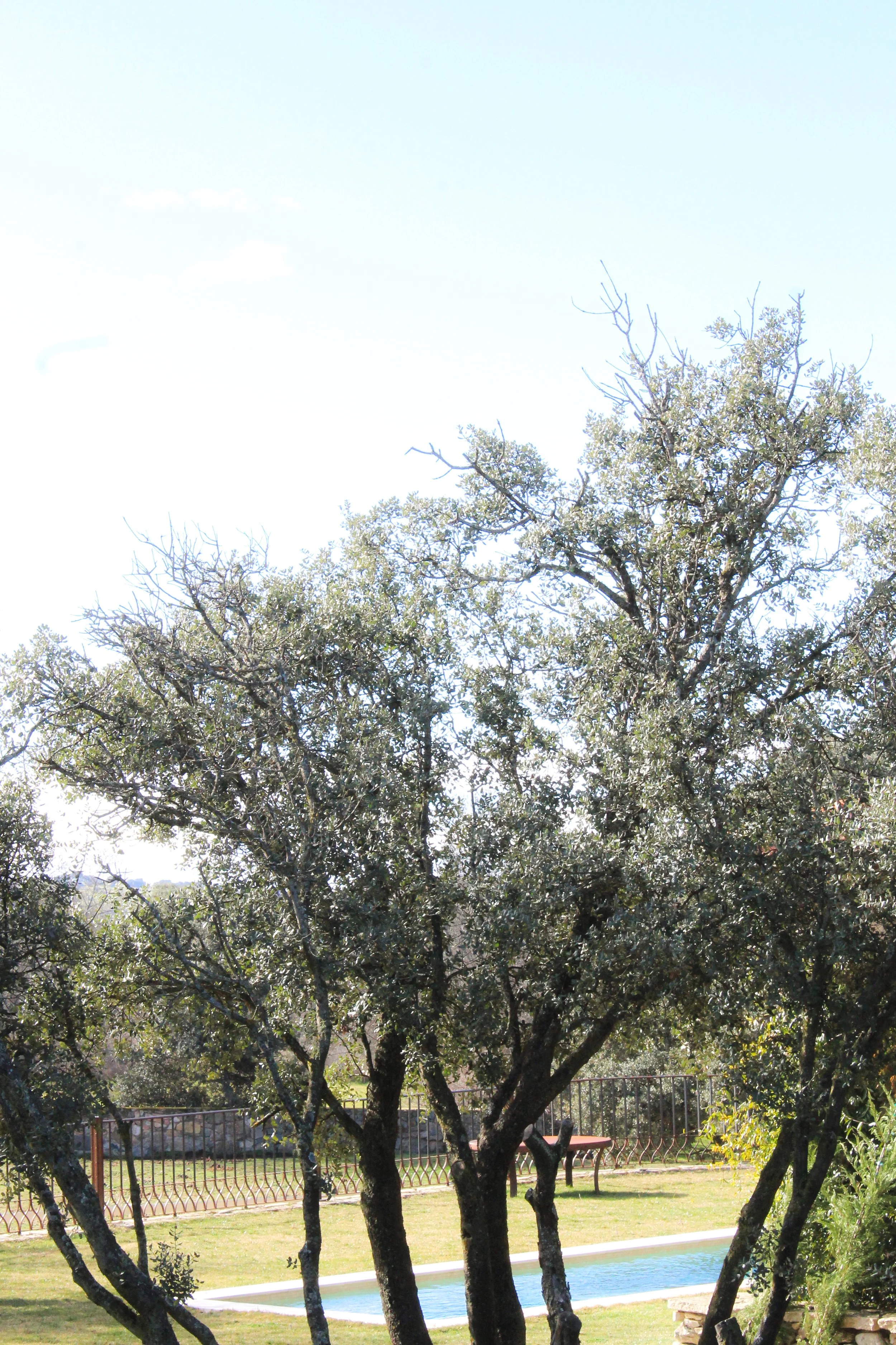 Vista de árboles en un jardín con una piscina y una cerca de hierro en el fondo.