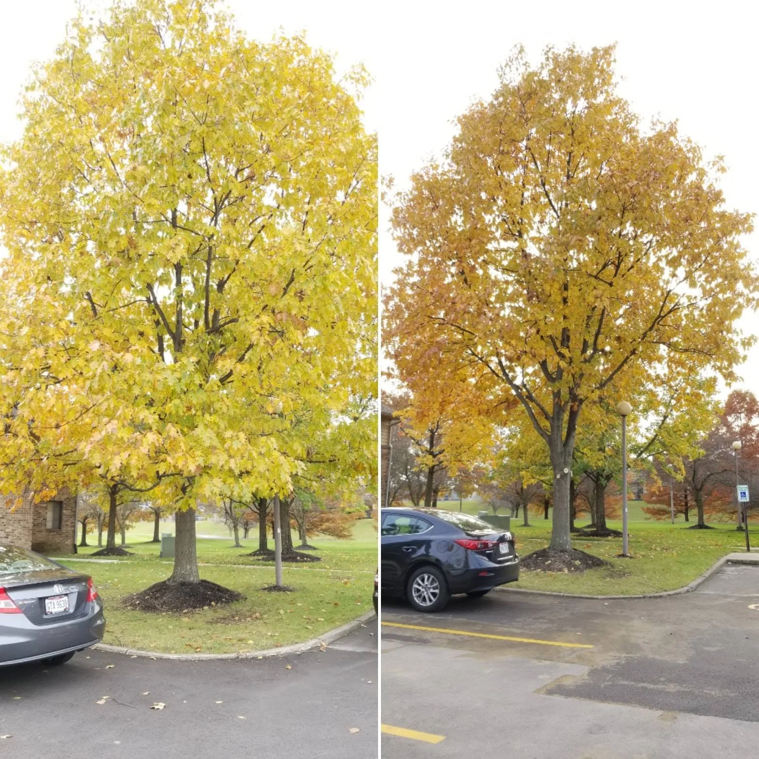 Tree-Pruning-before-and-after.jpg