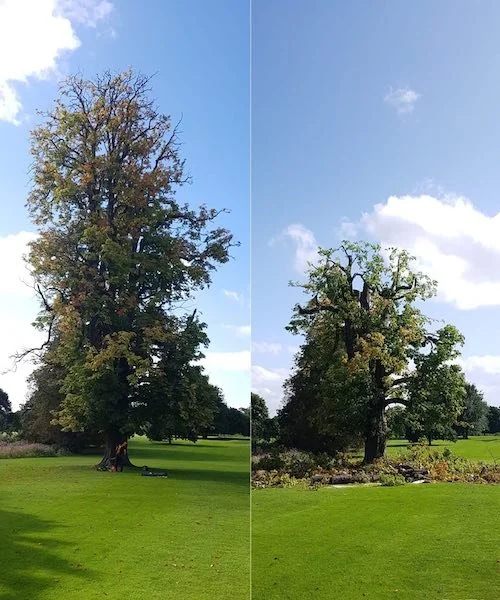 Crown-Reduction-Services-D-L-Corran-Tree-Surgeons.jpg