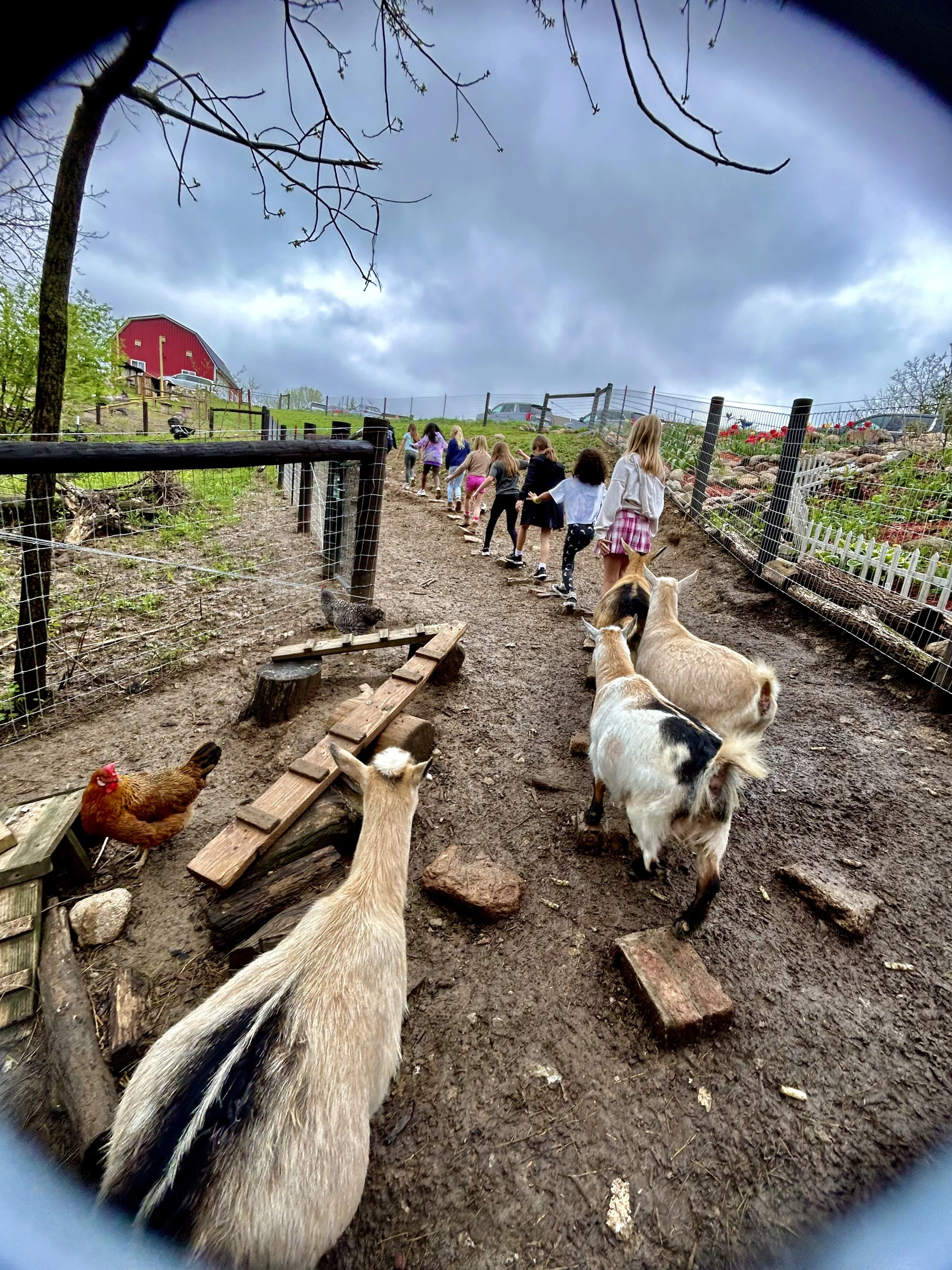 BMK goats birthday.jpeg