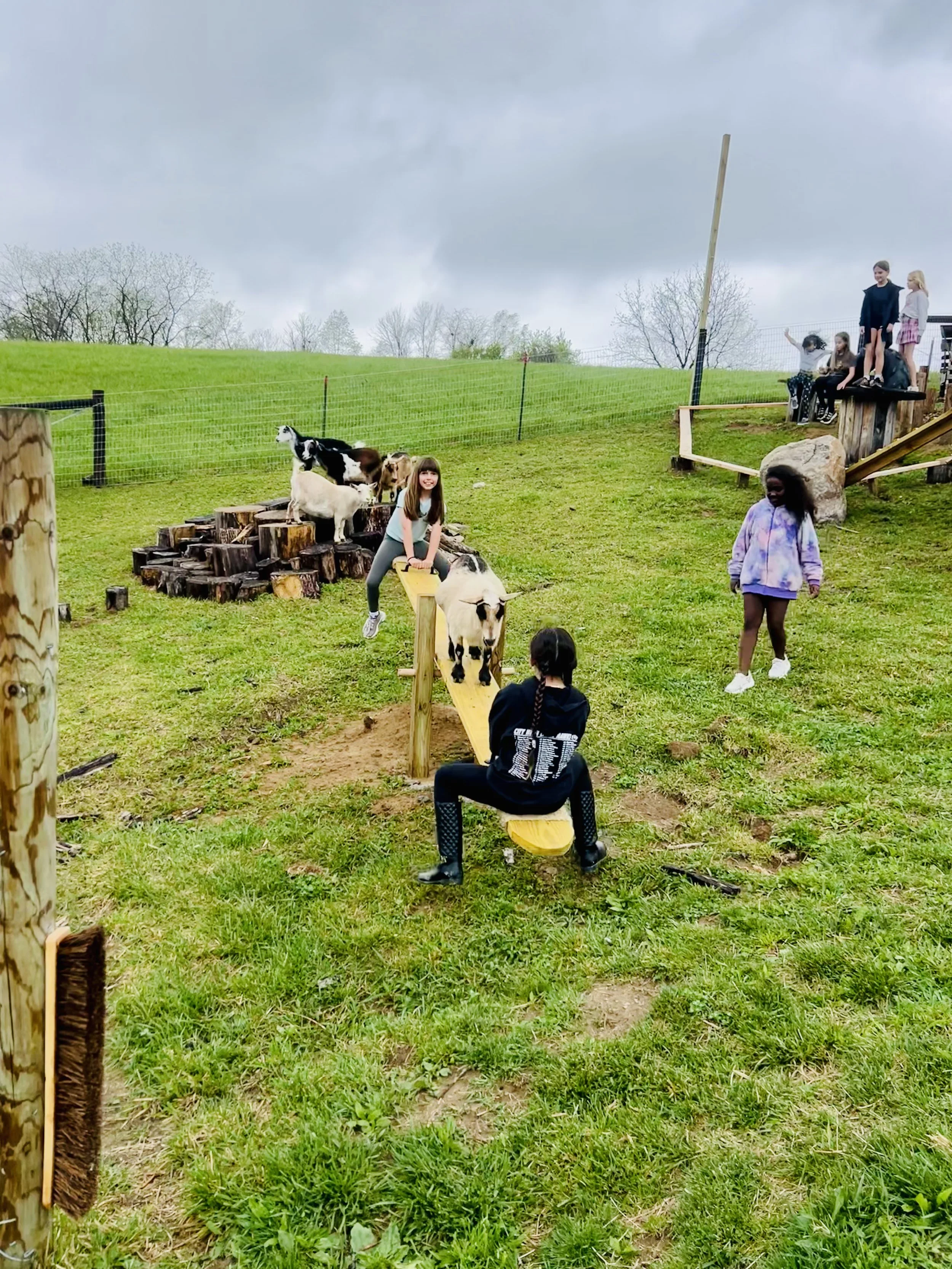 BMK goat parties.jpeg