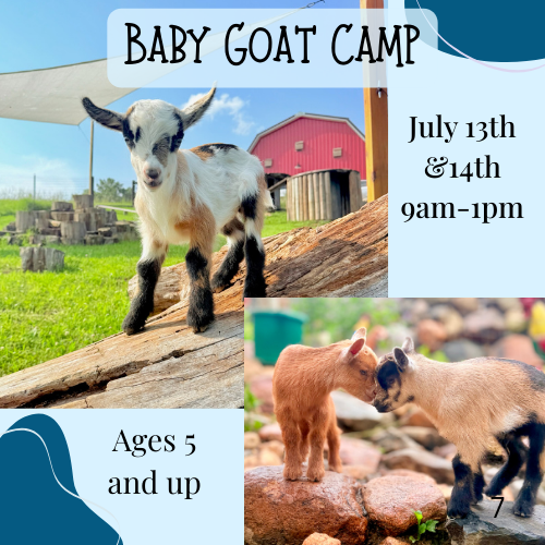 Baby Goat Camp