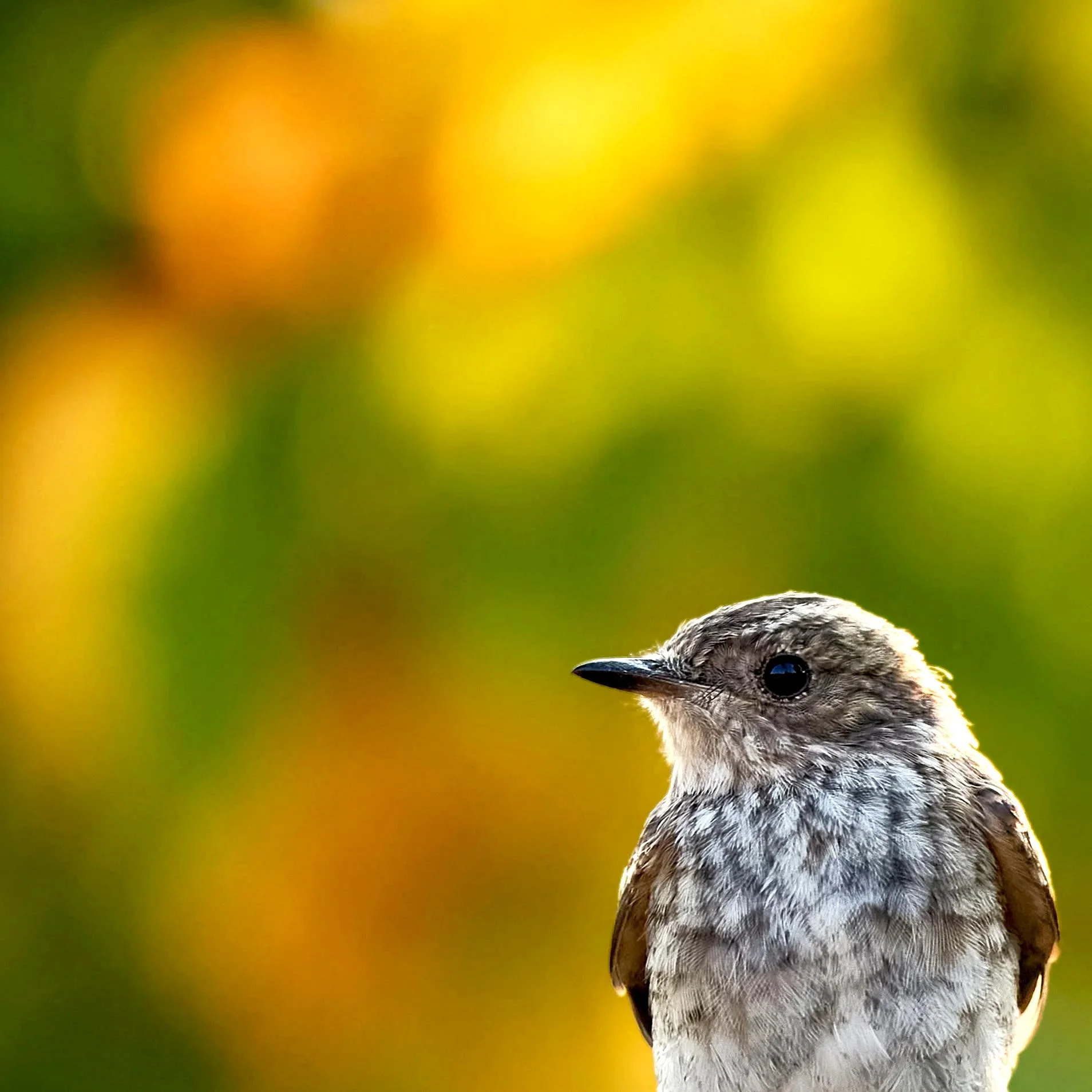Vögel