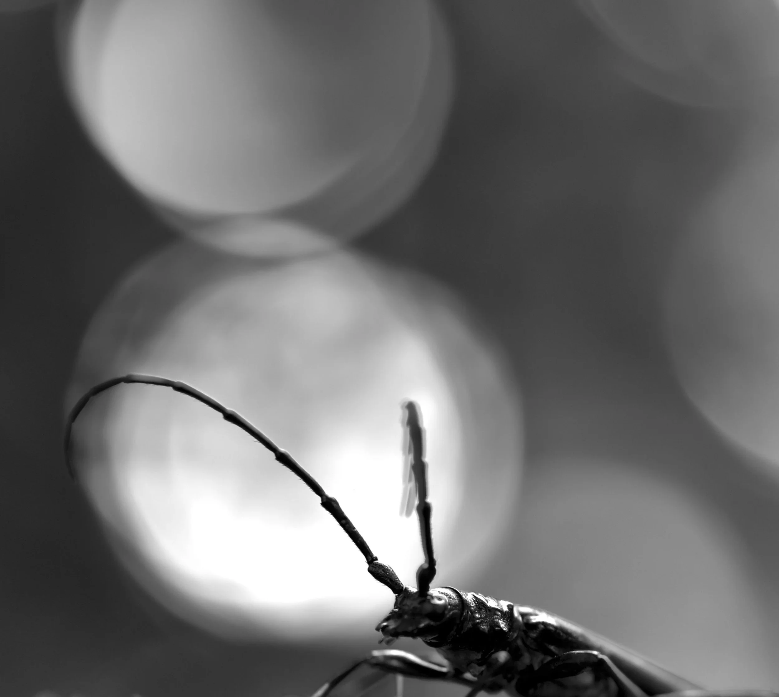 Insekten und Amphibien