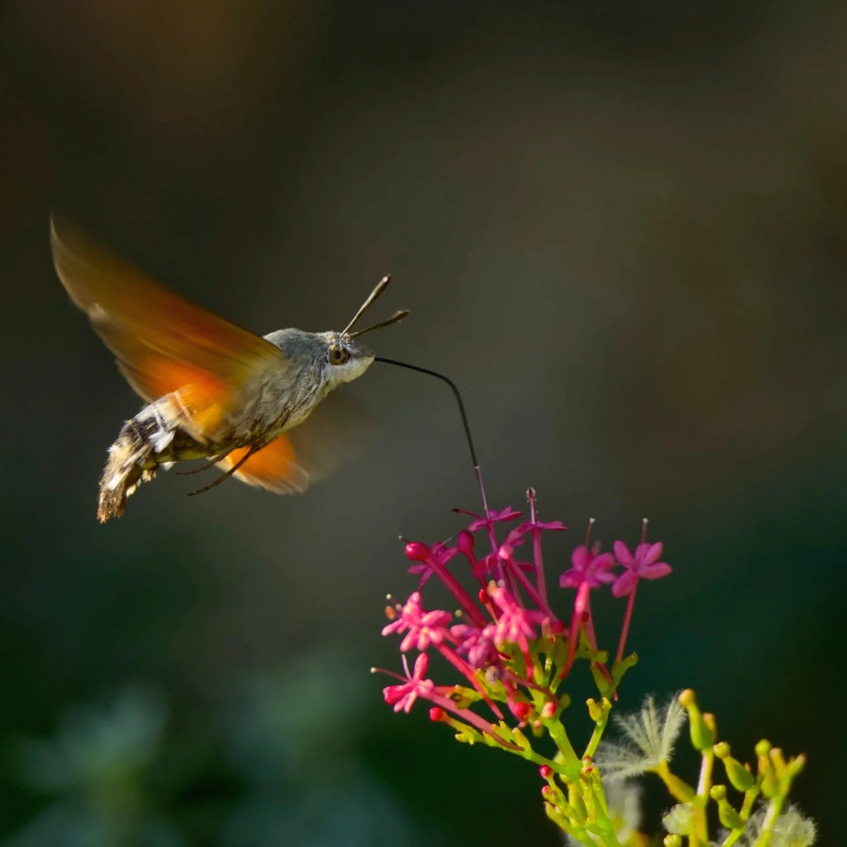 Insekten und Amphibien