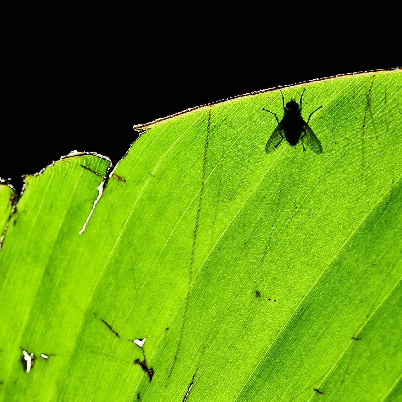 Insekten und Amphibien
