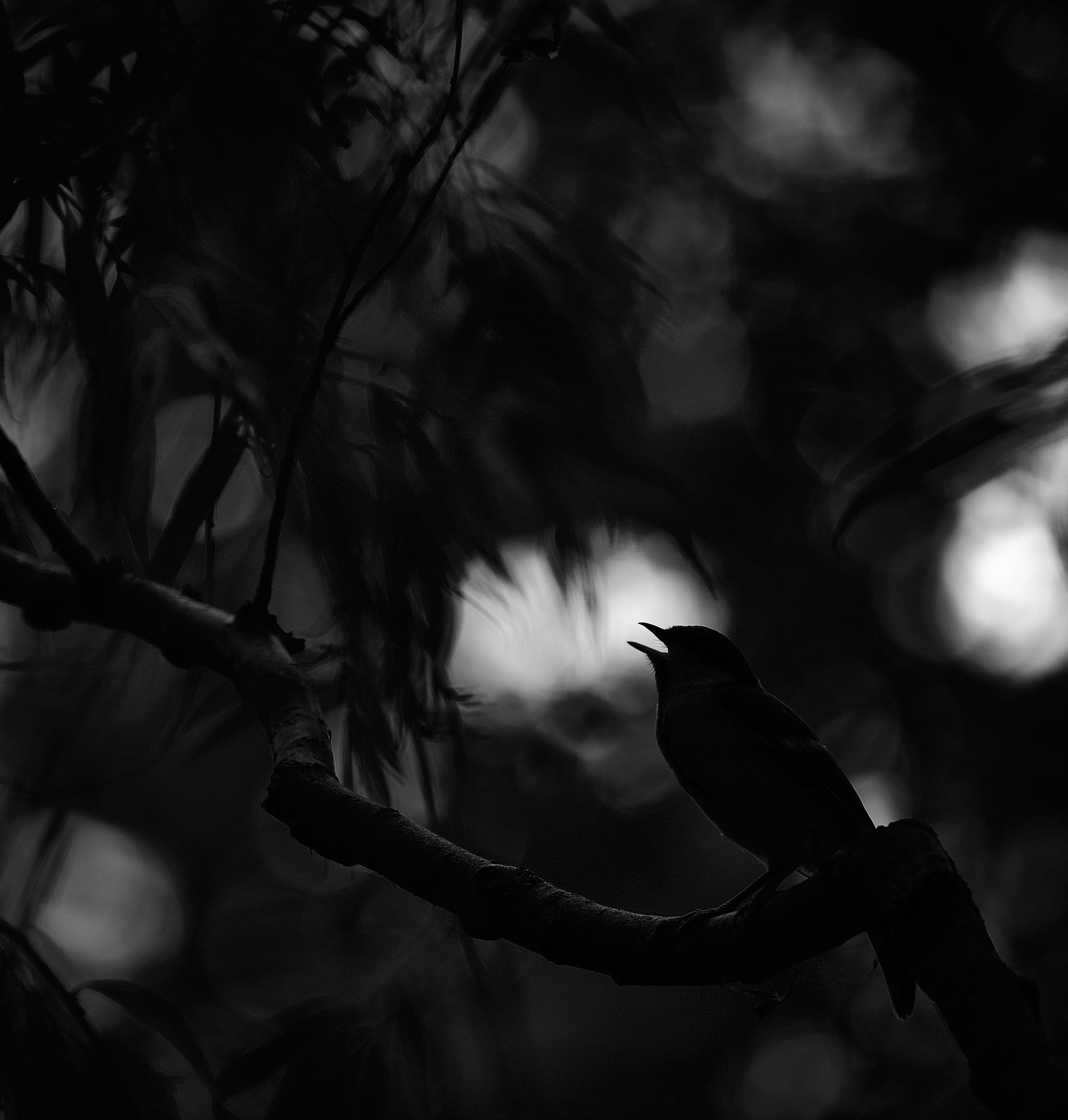 R6II5164Juvenile Kohlmeise sw.jpg