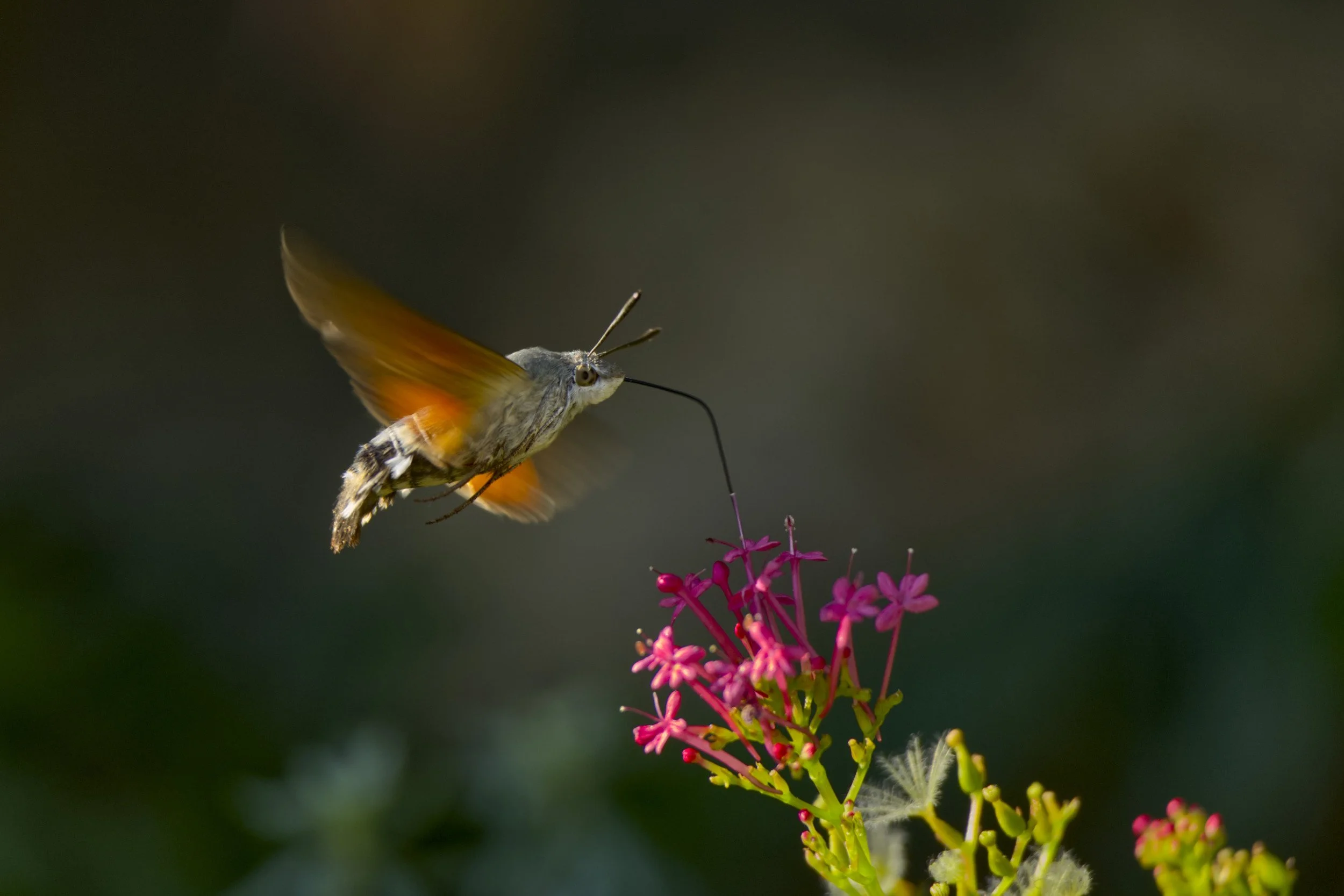 Taubenschwänzchen II.jpg