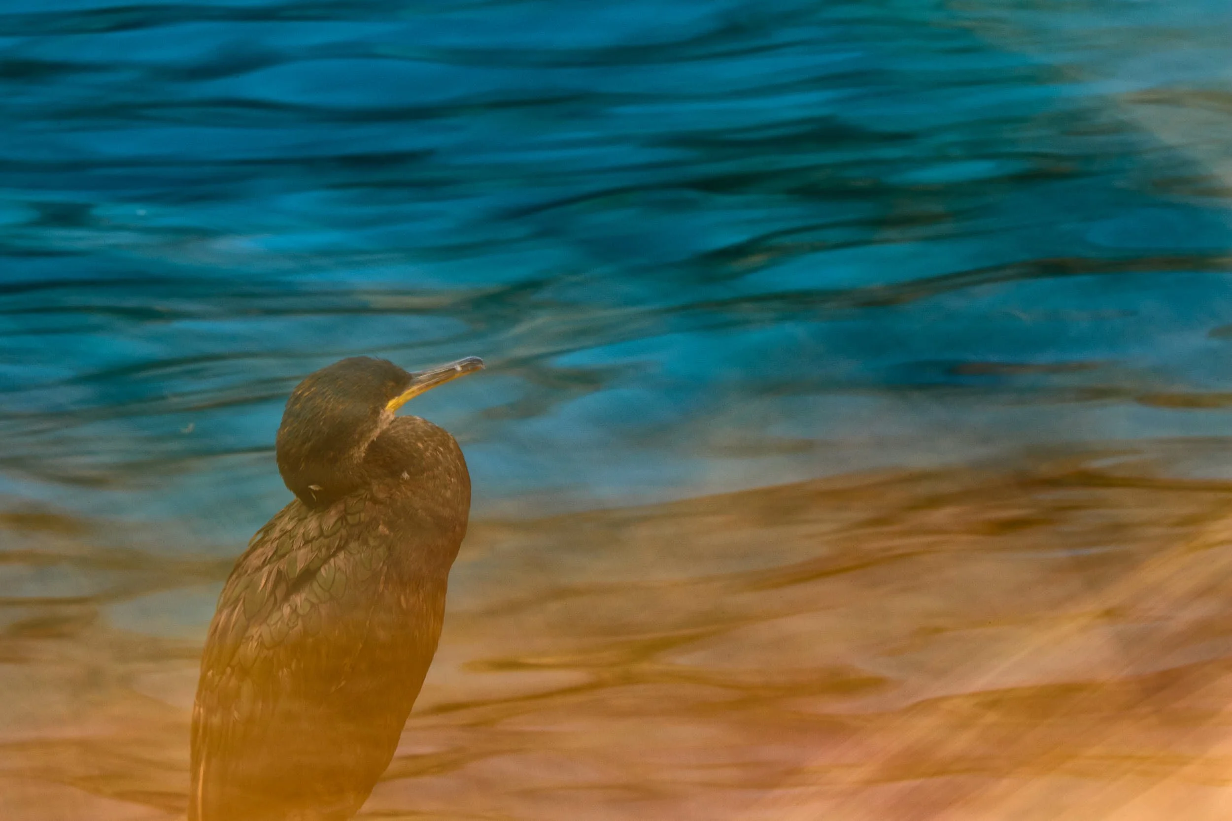 R6II3521Kormoran.jpg