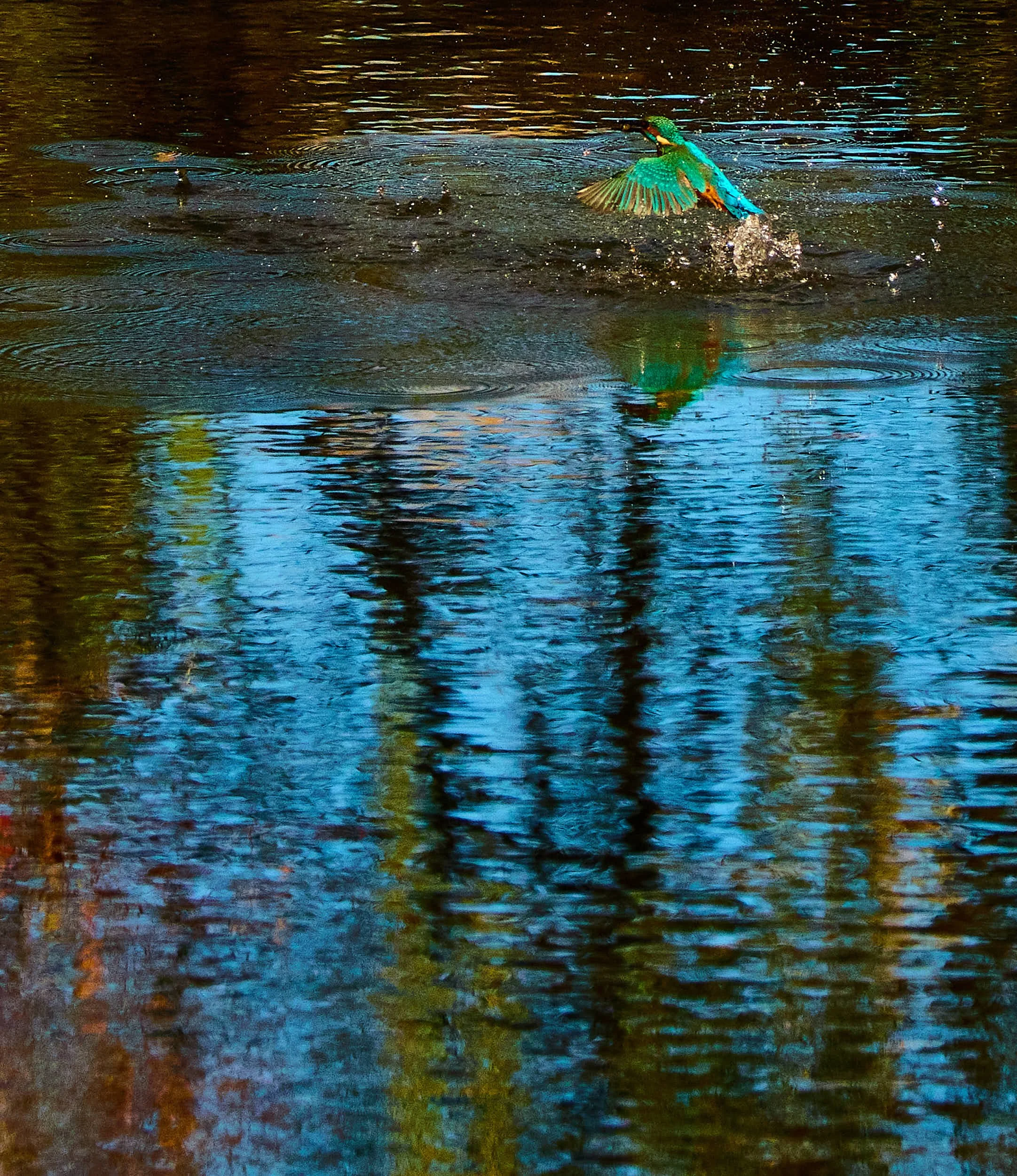 R6II5404Eisvogel.jpg