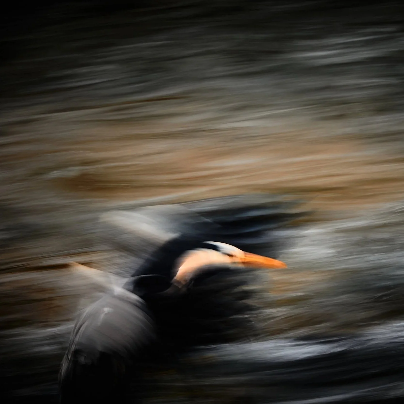Vögel