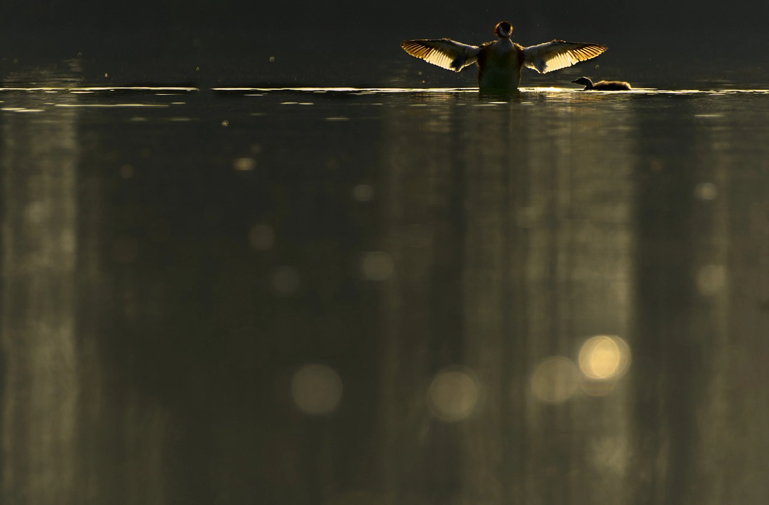 Haubentaucher mit Nachwuchs