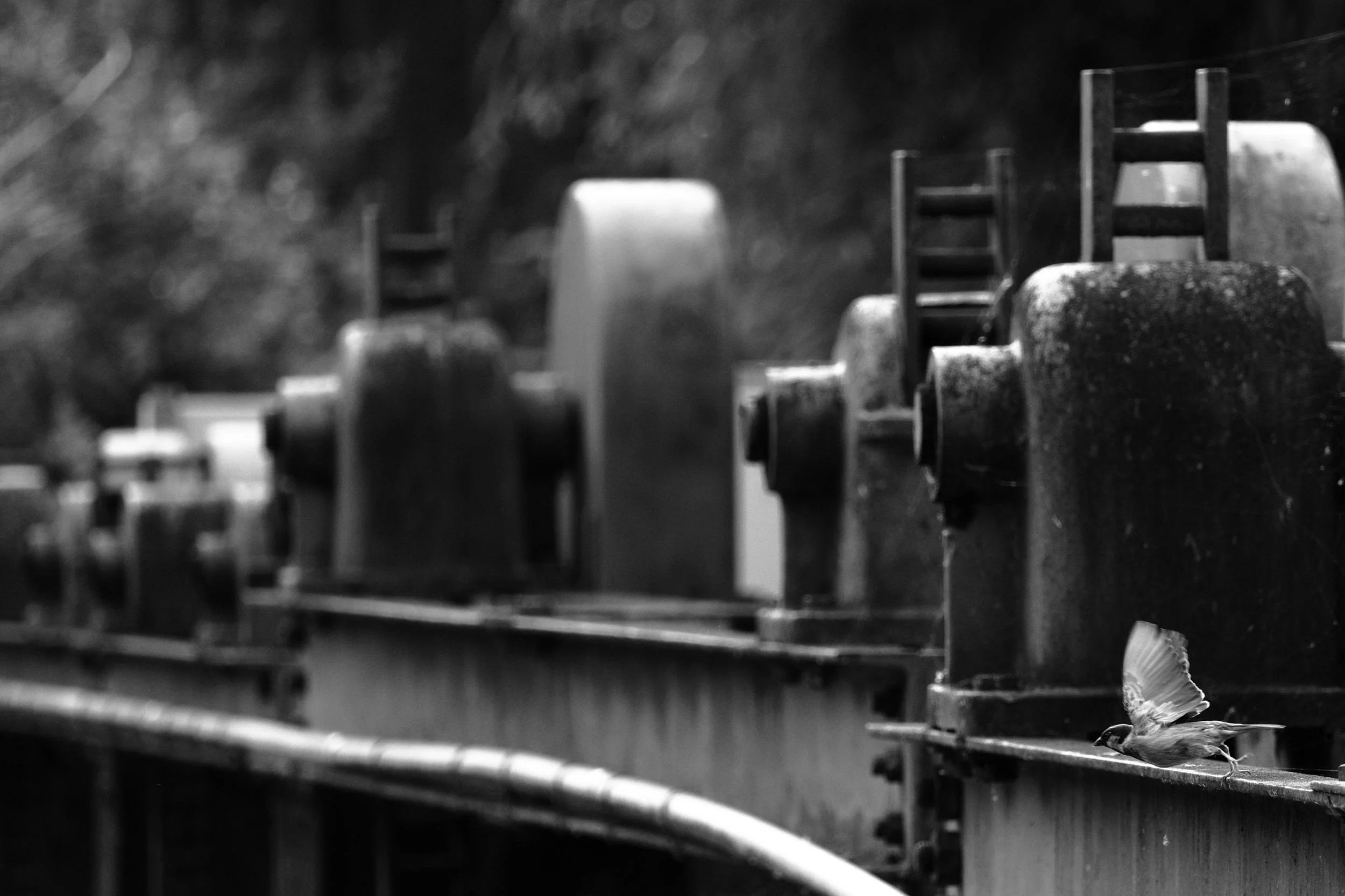 Auf der Mauer, auf der Lauer.jpg