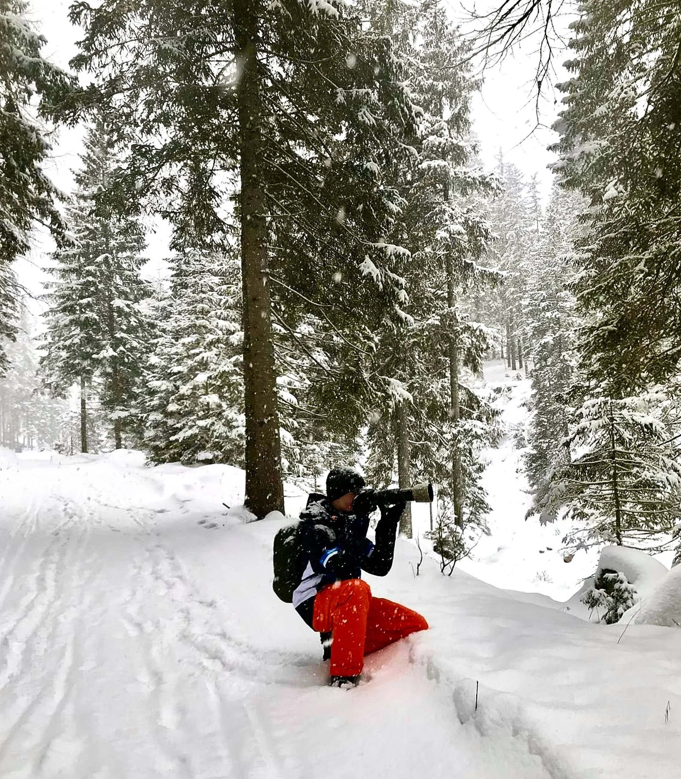 Asterbel Winterwald.jpg