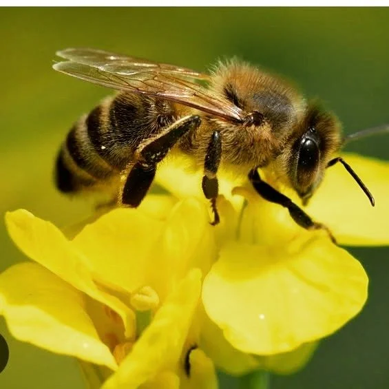 Bee Squad Construction, 
building your Dreams.