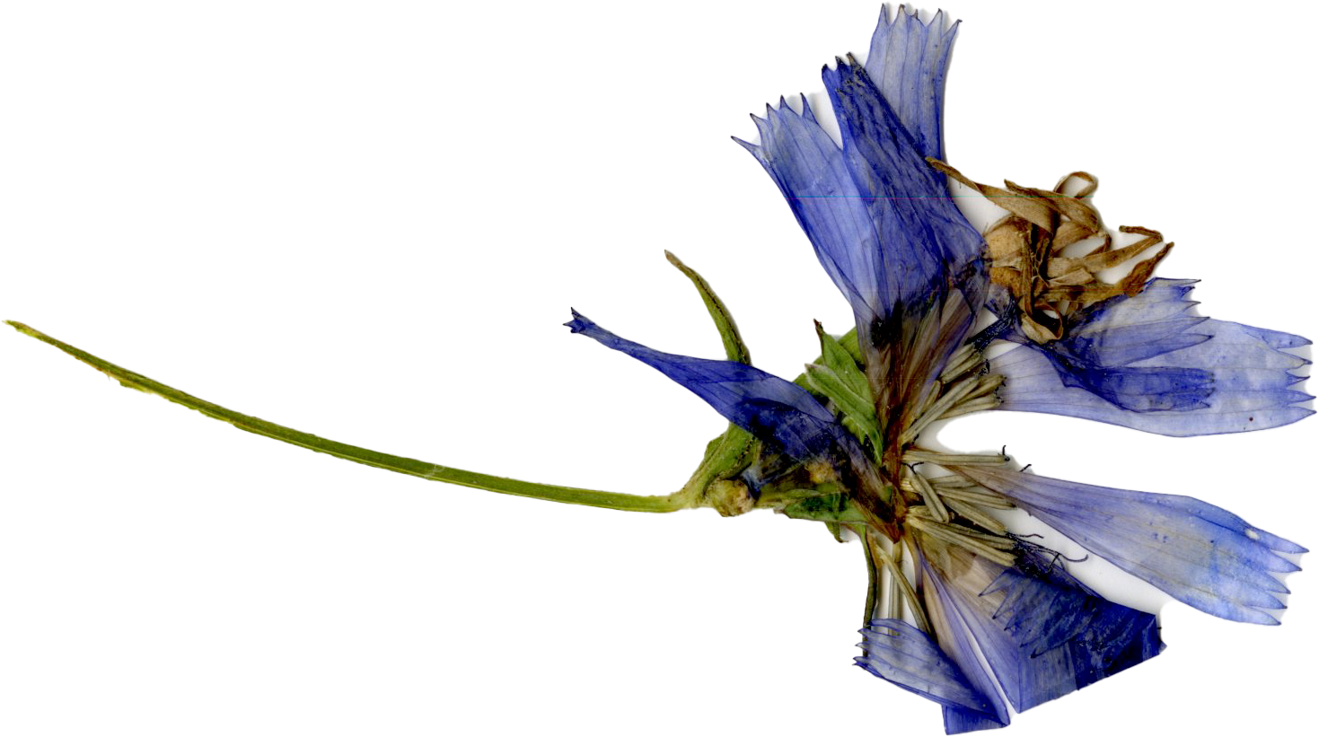Verwelkte blaue Blume mit langer grüner Stängel auf gelbem Hintergrund.