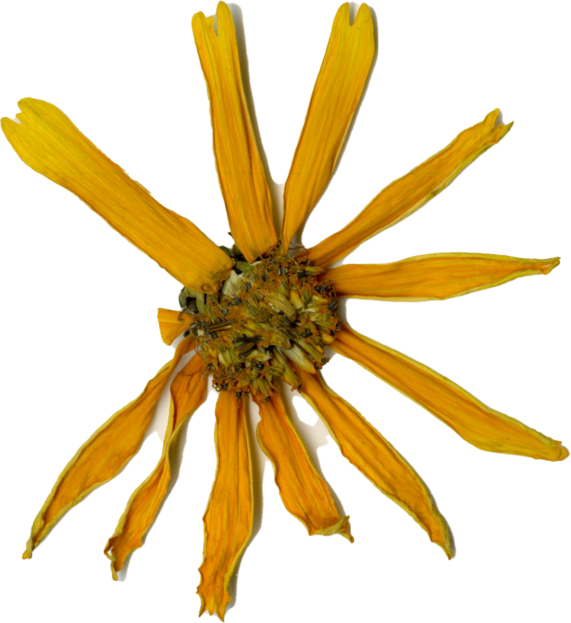 Ein trockener, vergilbter Sonnenblumenknospenkopf mit verblühten gelben Blütenblättern.