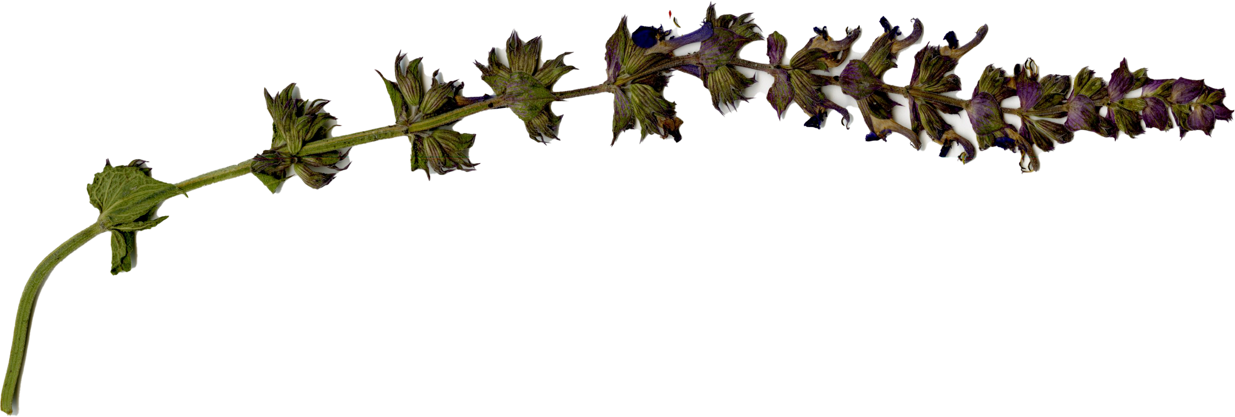Ein Zweig mit kleinen, violetten und grünen Blüten, die an einer Pflanze wachsen.