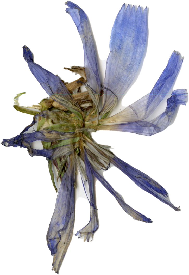 Verschnitt einer blauen Blume, wahrscheinlich Iris, mit zerfetzten Blütenblättern auf weißem Hintergrund.