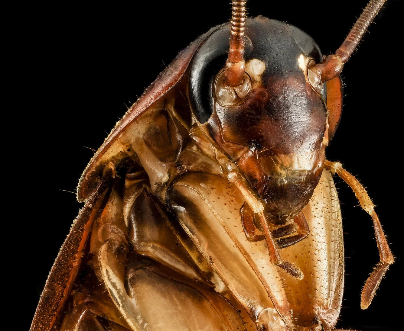 Reviewing Roaches Webinars