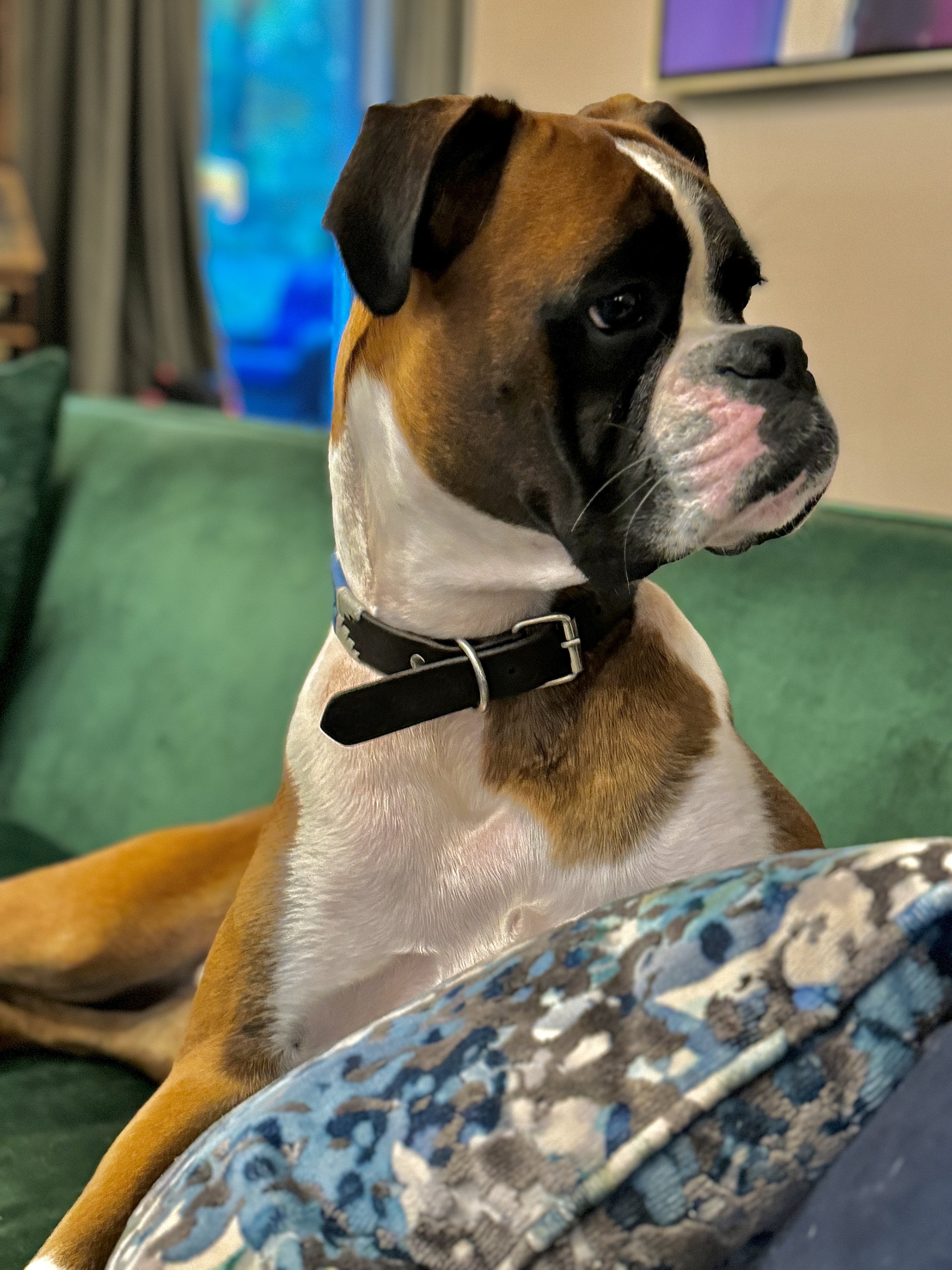 A Boxer dog with a black collar sitting on a green couch, looking to the right.
