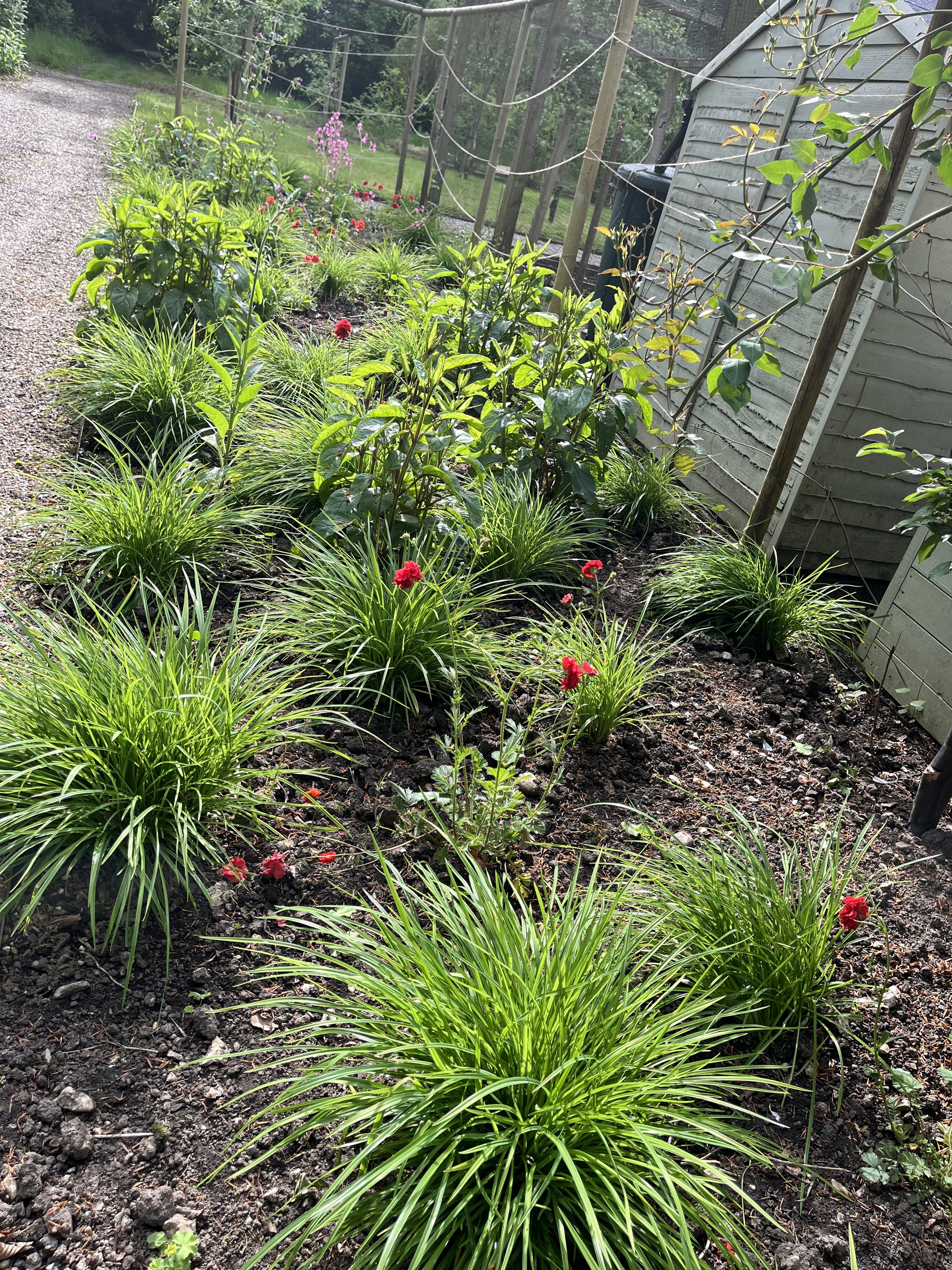 My garden 8 IMG_3992.jpeg