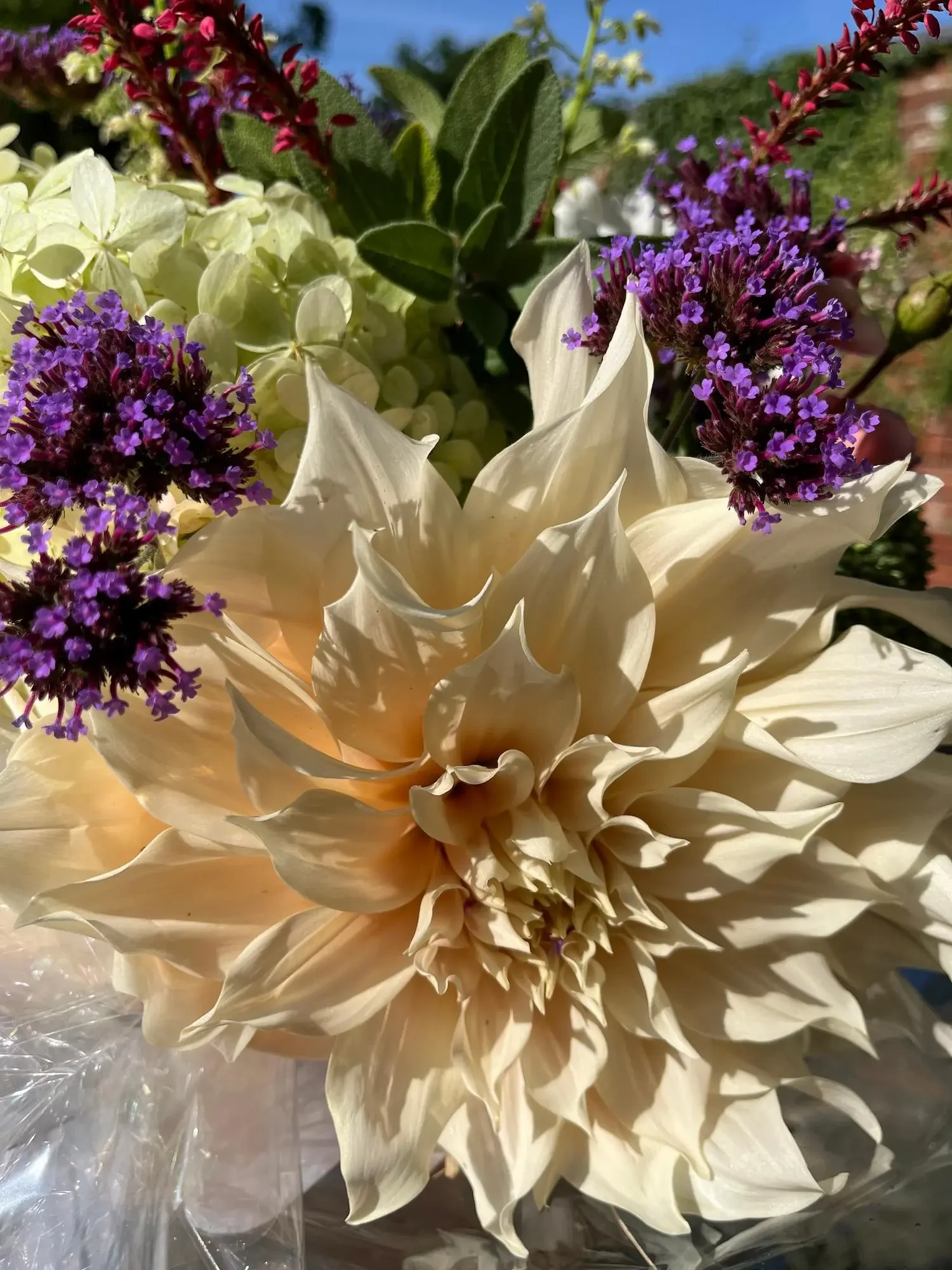 Café Au Lait with Purple Verbena copy.webp