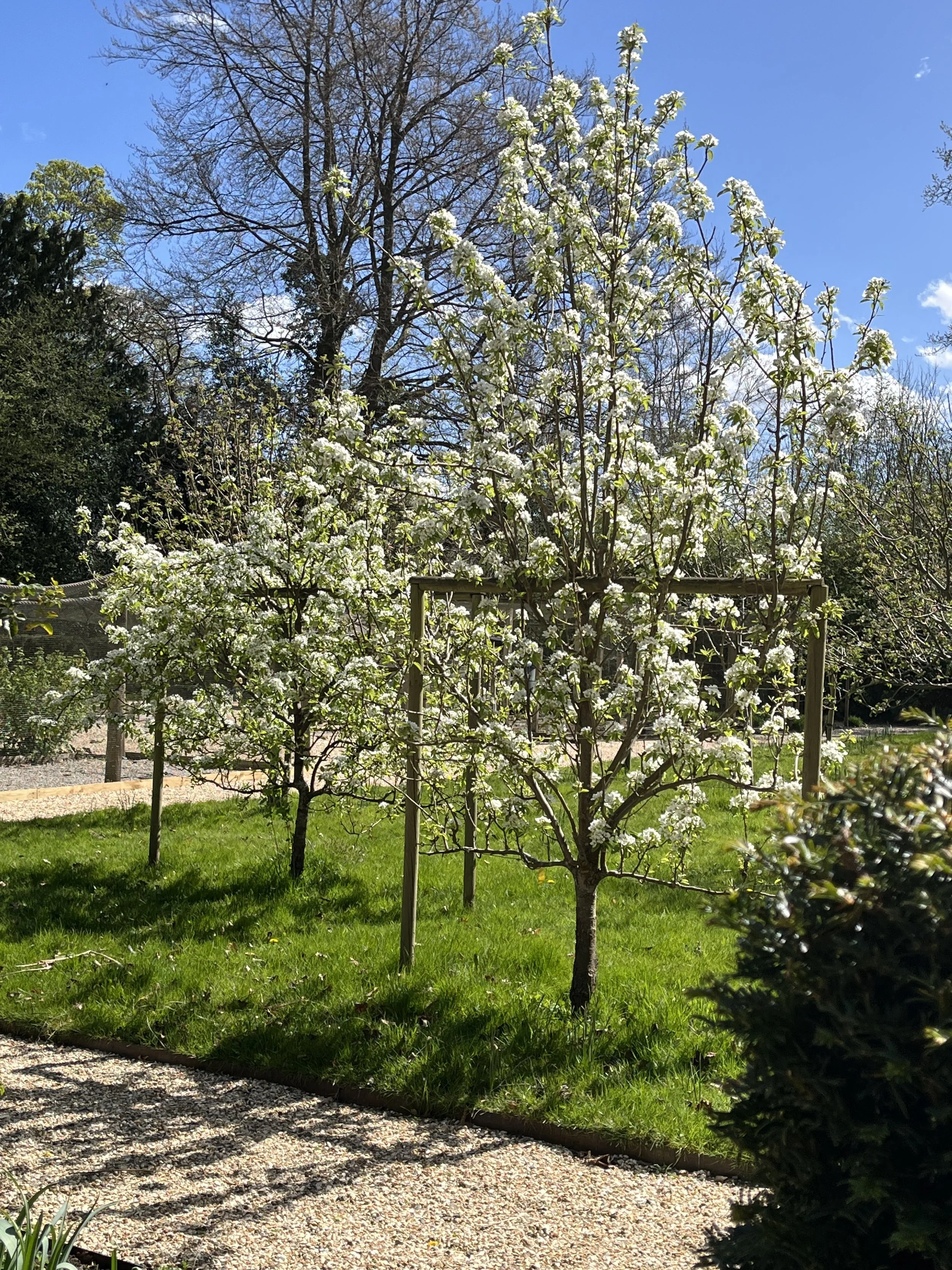 My Garden 4 IMG_6318(1).jpeg