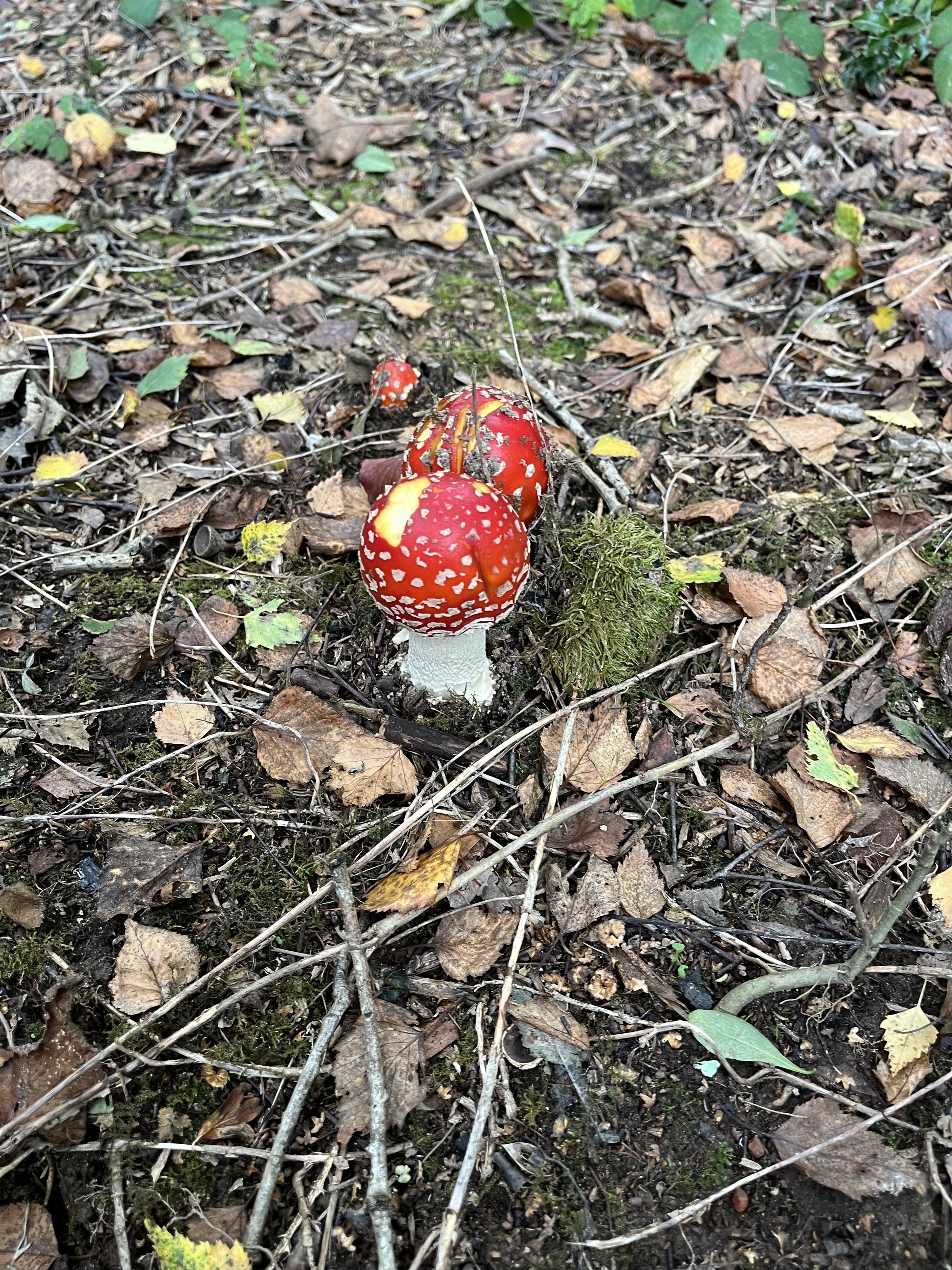 My garden 6 IMG_4929.jpeg