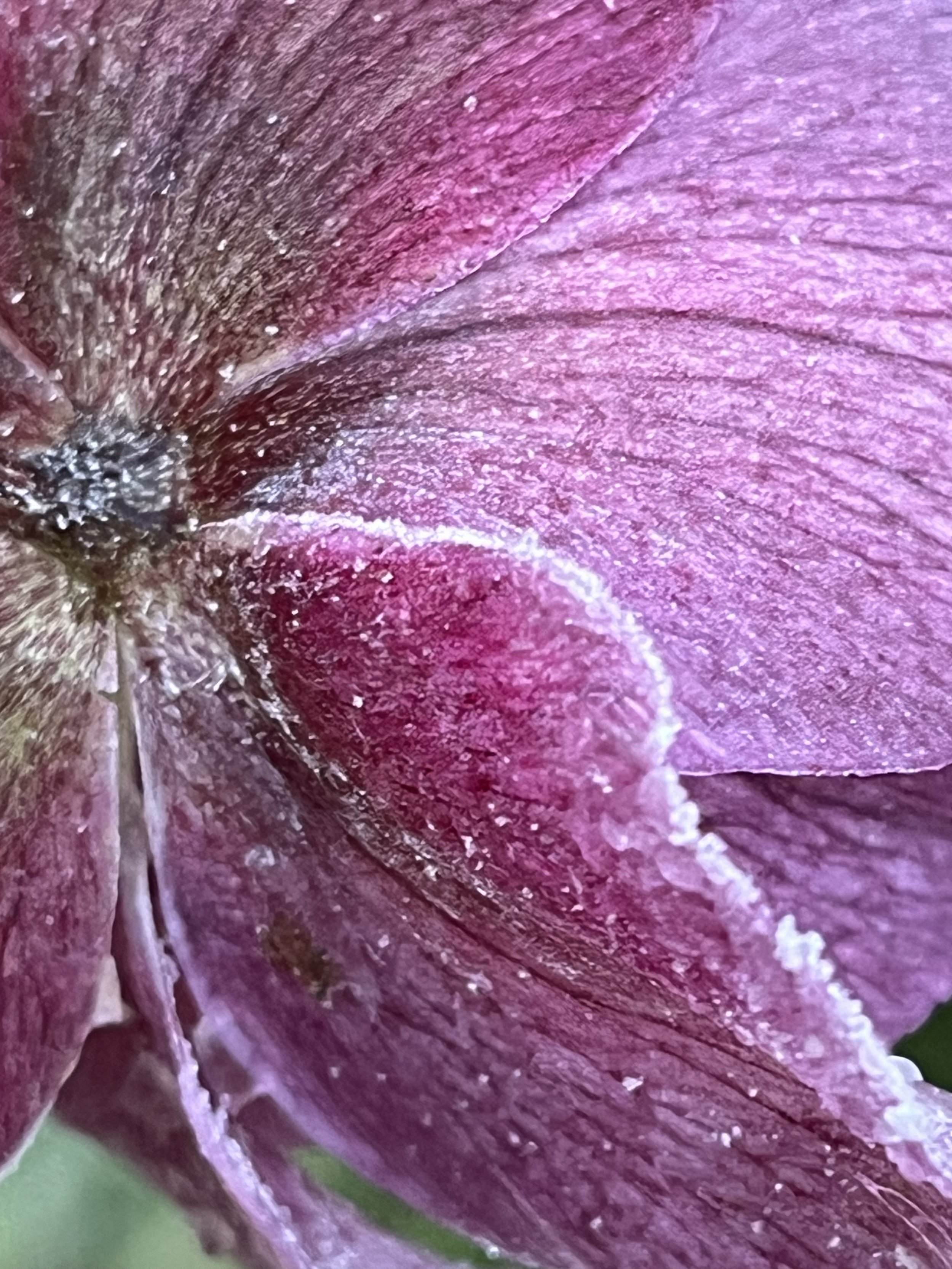 gallery 20 IMG_8332.jpeg