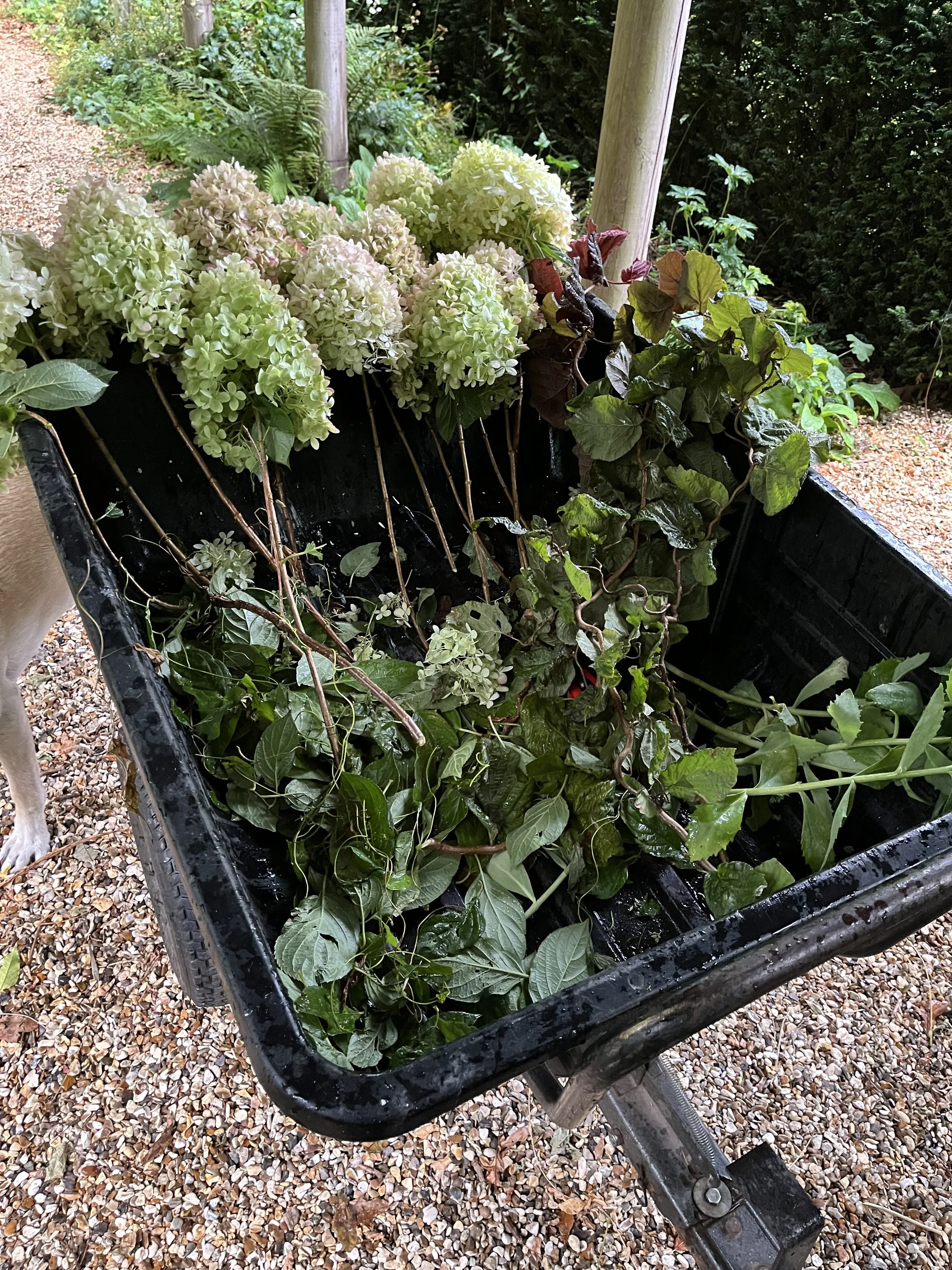 My ethos 2 IMG_7378.jpeg