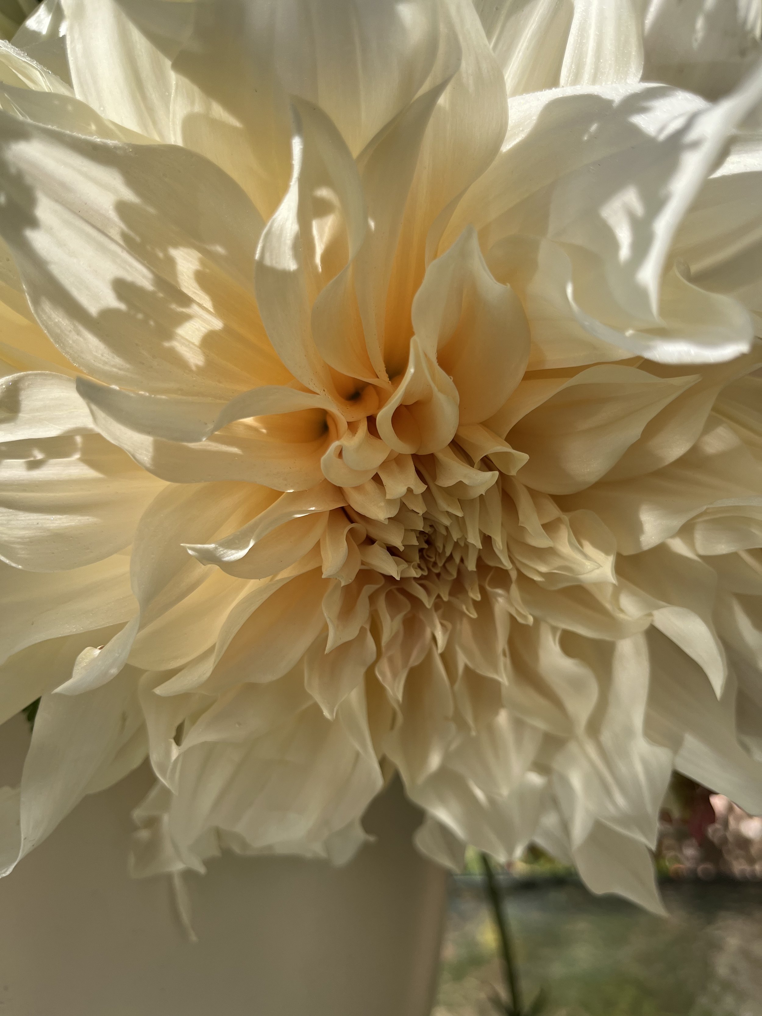 My Garden 2  IMG_7728.jpeg