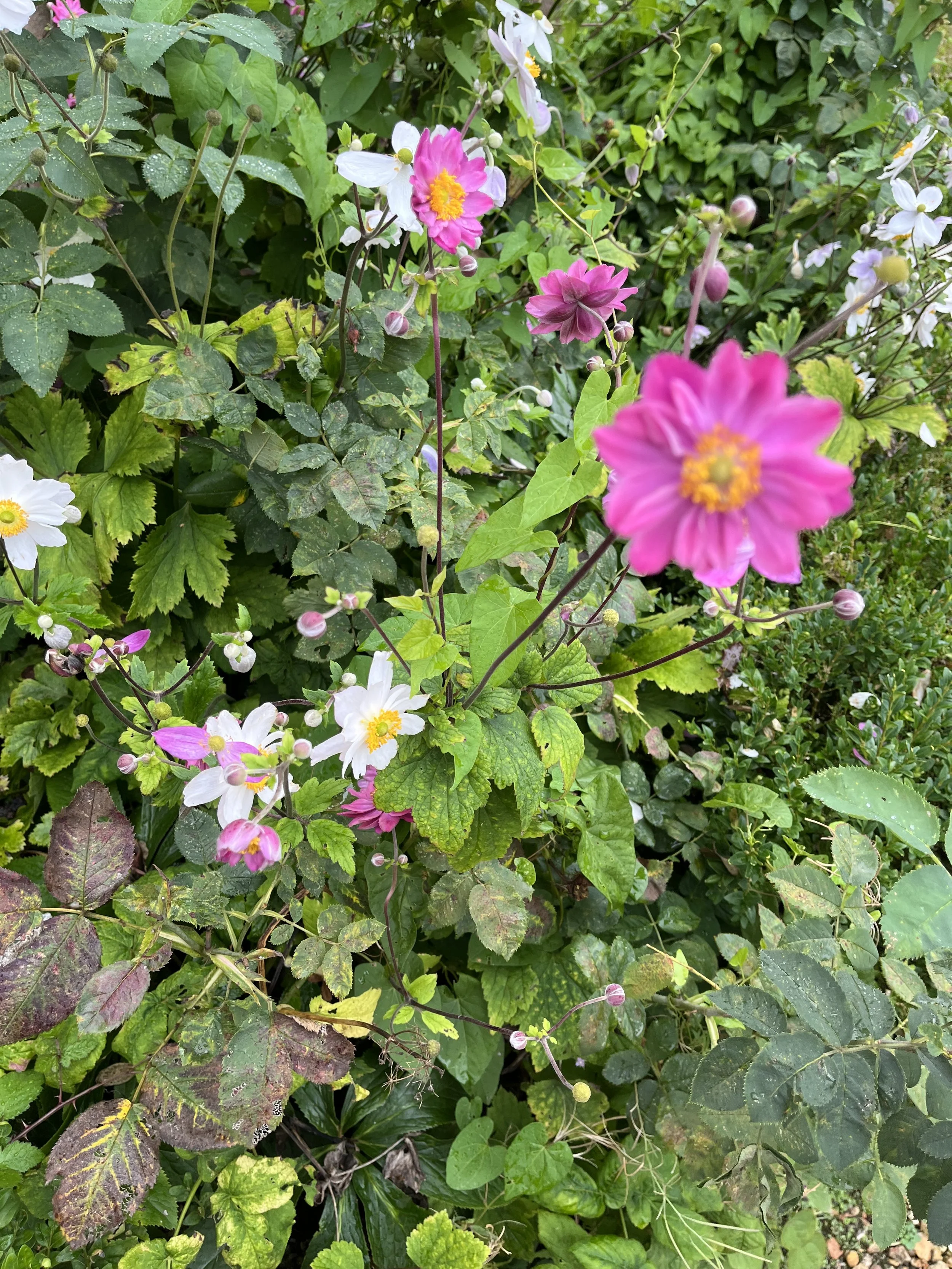 my garden 3 IMG_7448.jpeg