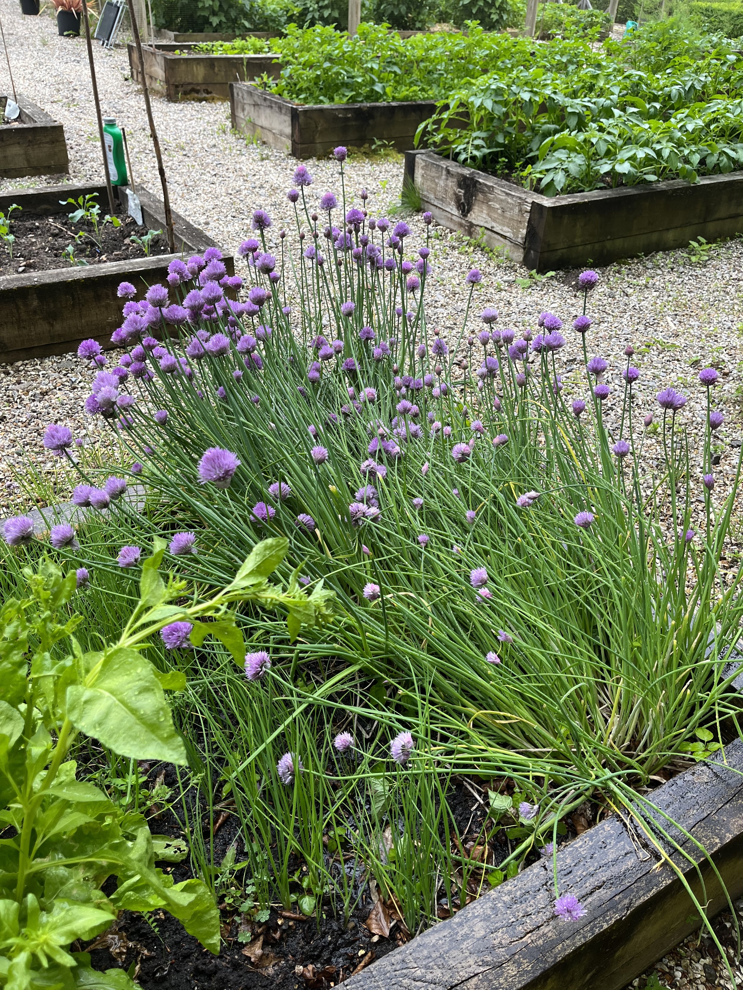 My garden 14 IMG_0690.jpeg