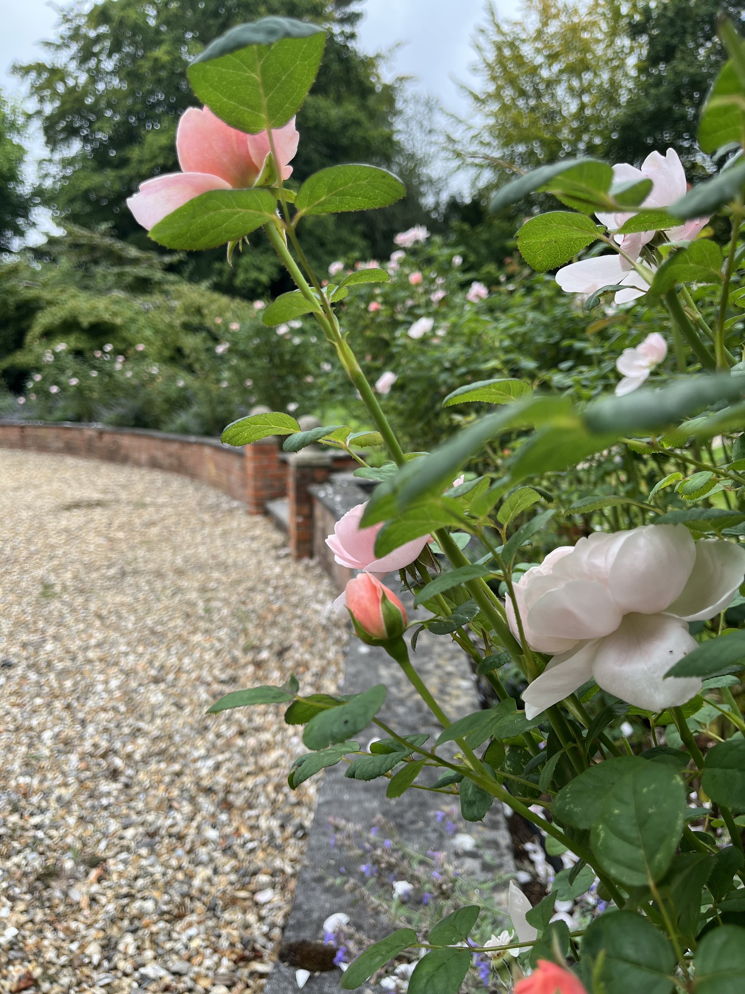 My garden 9  IMG_4782 - Copy.jpeg