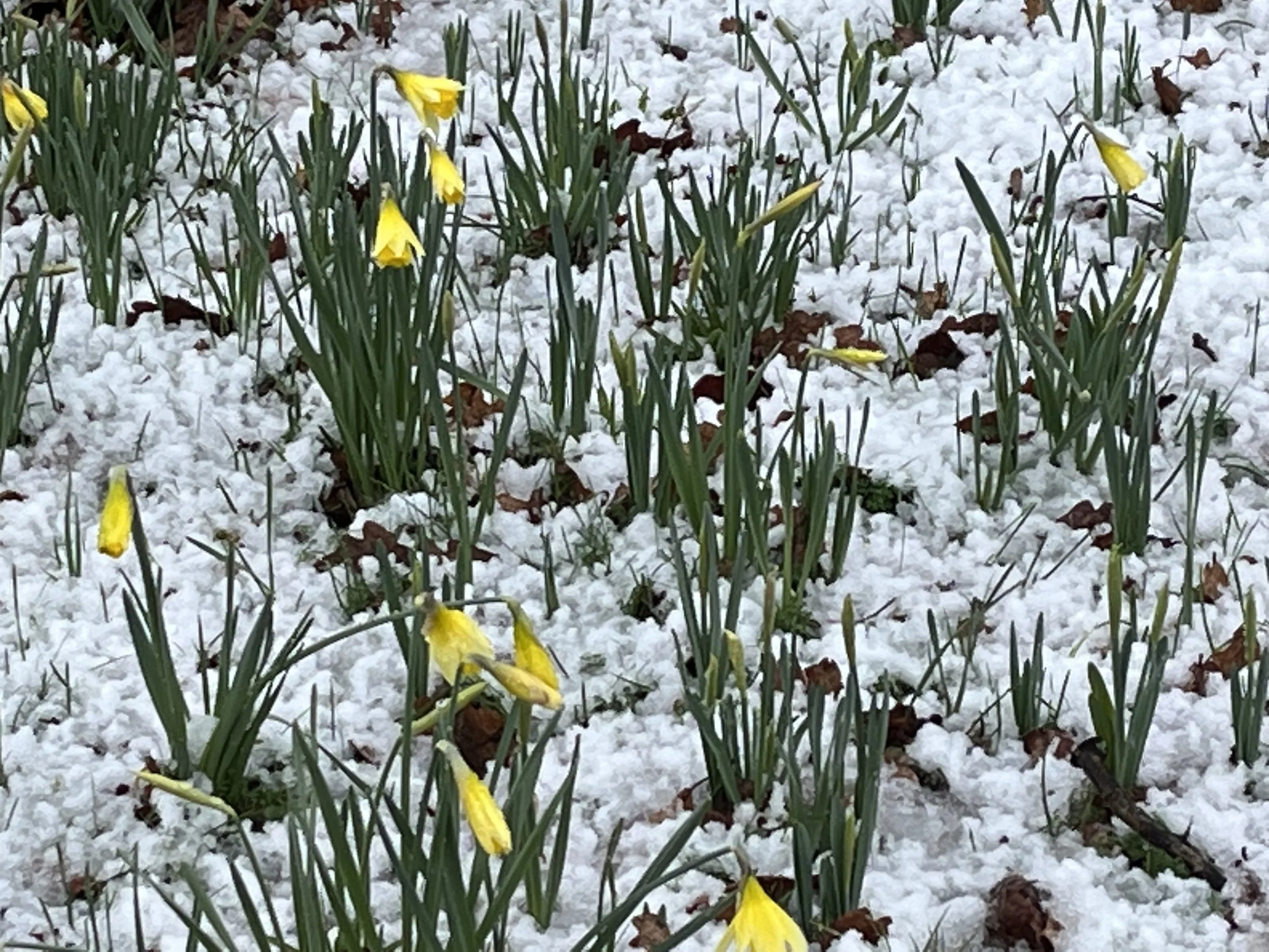 My garden 18 IMG_2177.jpeg