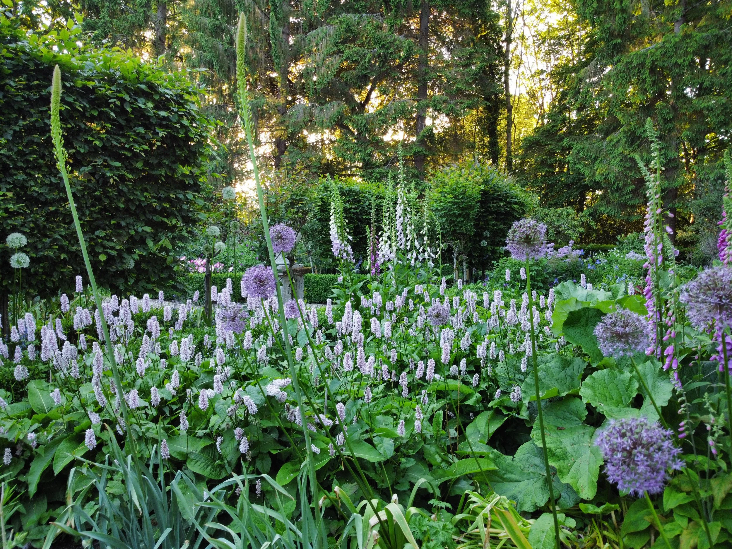 My garden 16  RemoteMediaFile_6553773_0_2022_06_01_20_07_52.jpg