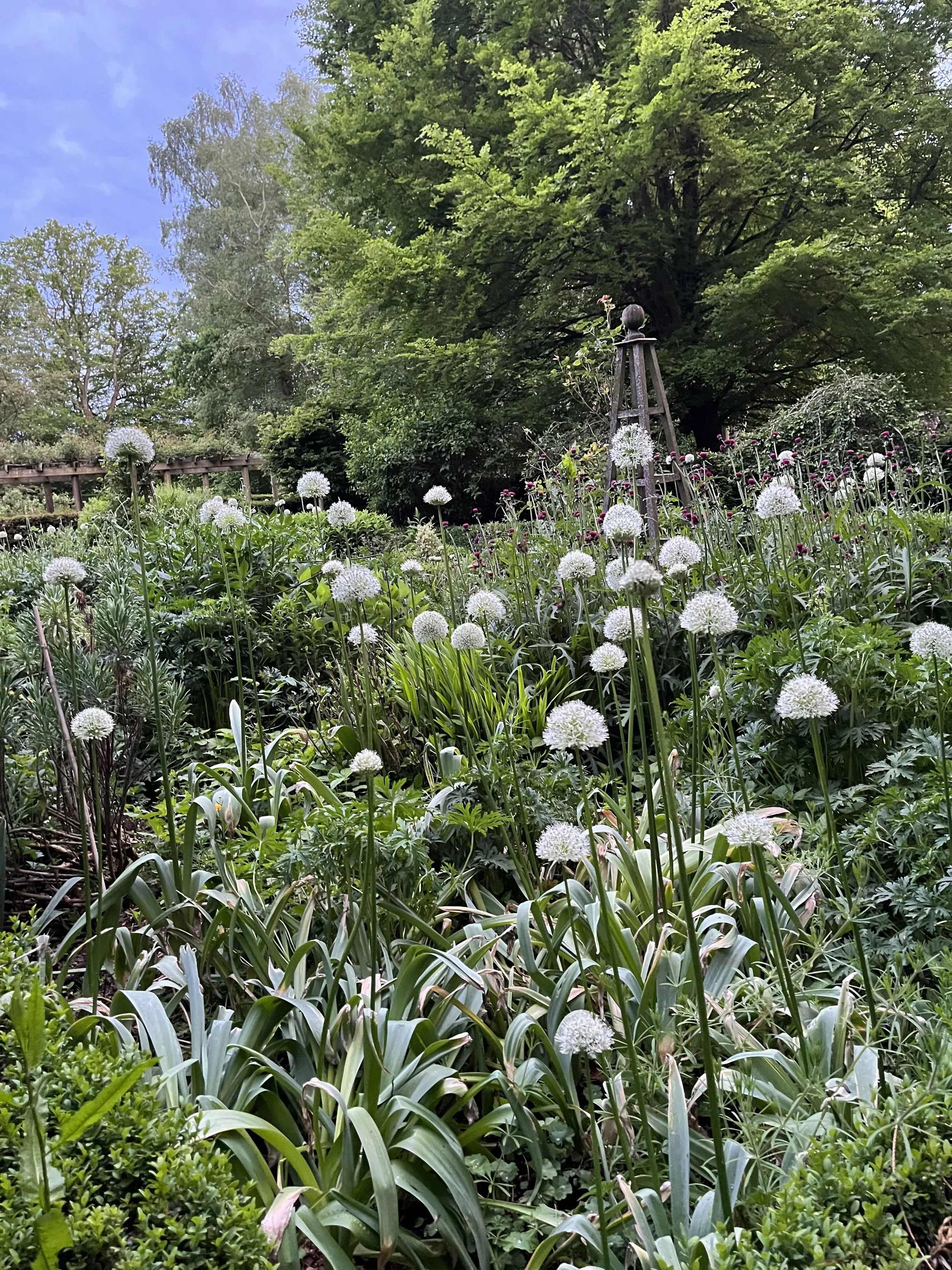 My garden 17 IMG_0663.jpeg