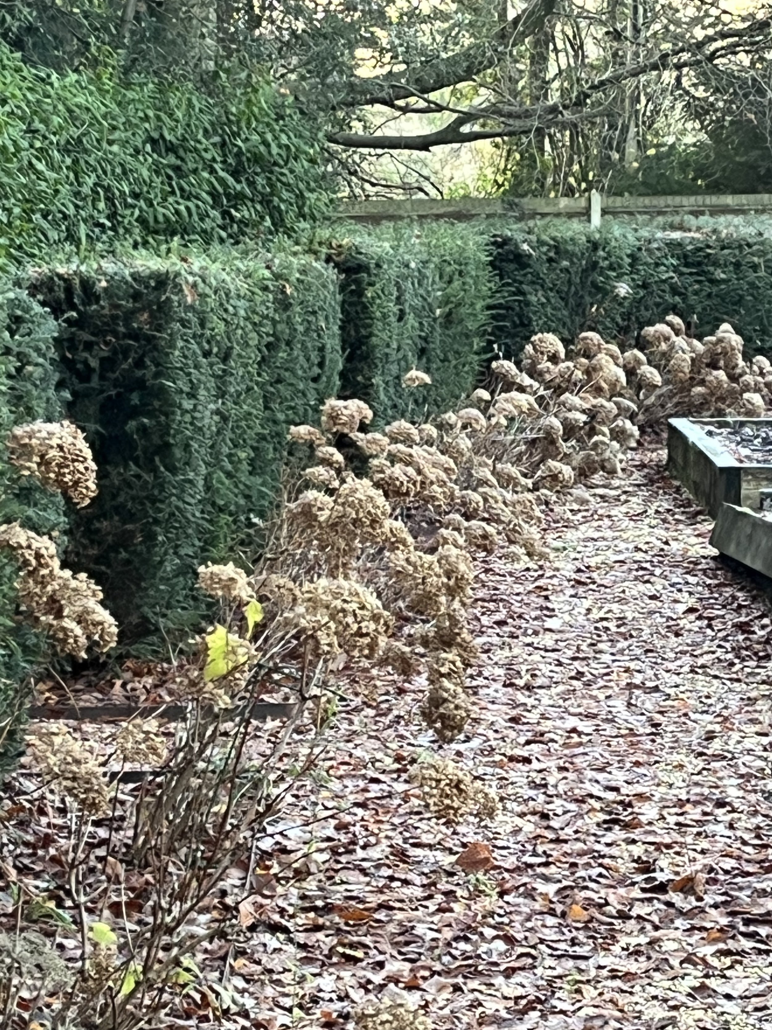 gallery 22 IMG_8329.jpeg